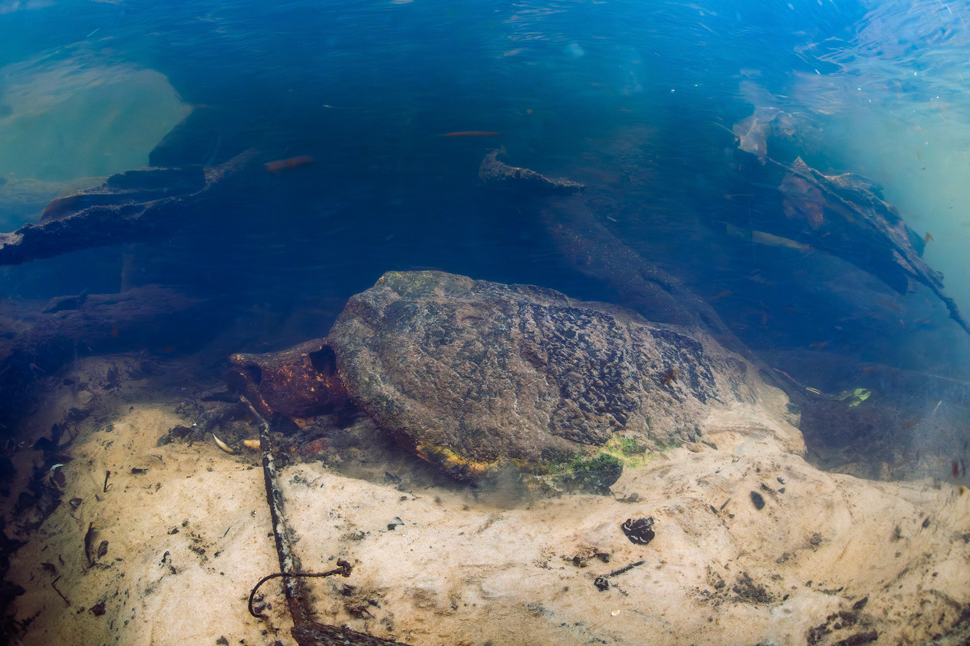Alligator Snapping Turtle Skeleton