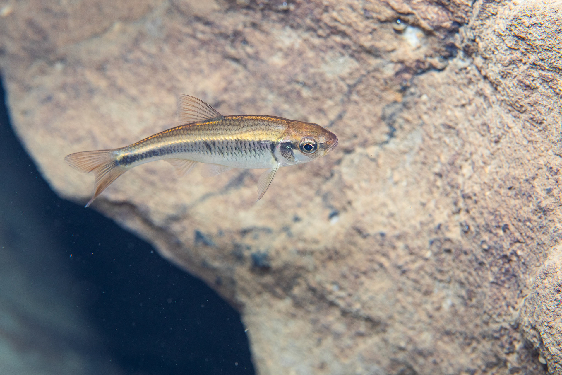 Southern Striped Shiners
