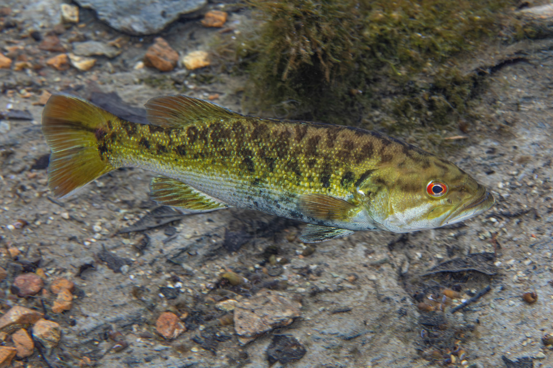 Coosa Bass