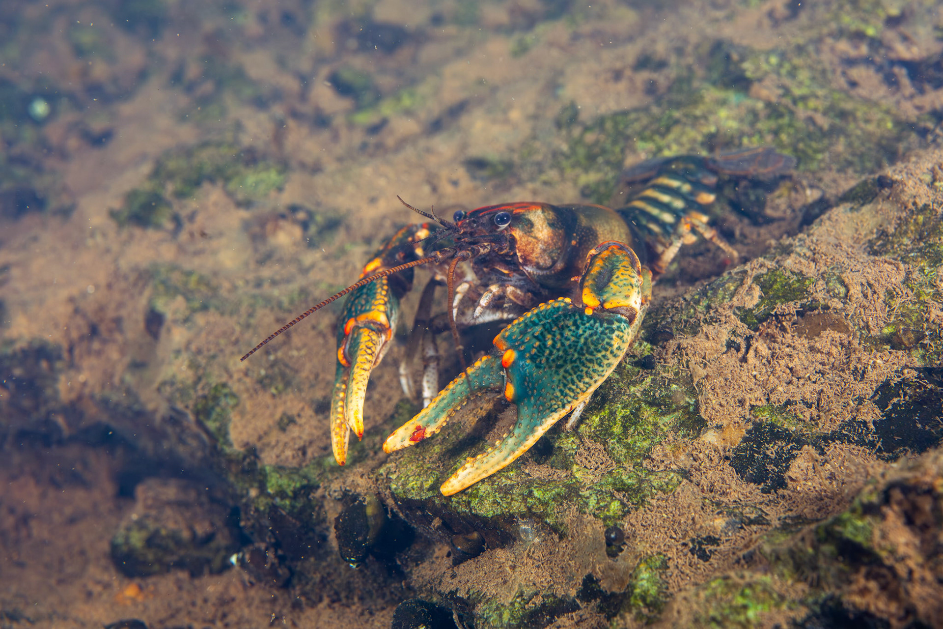 Coosa Crayfish (Cambarus coosae)