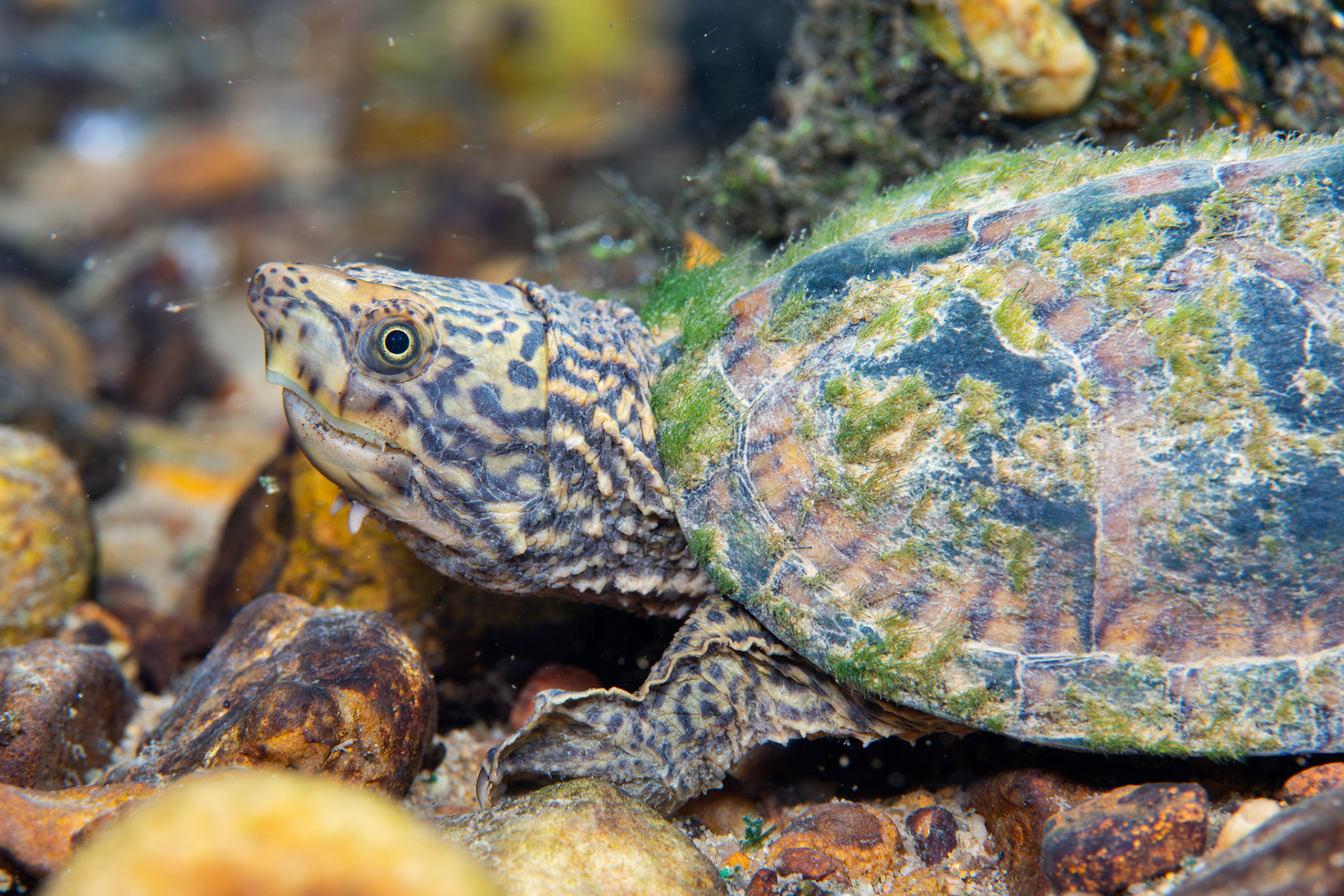 Striped-necked Musk Turtle (Sternotherus minor)