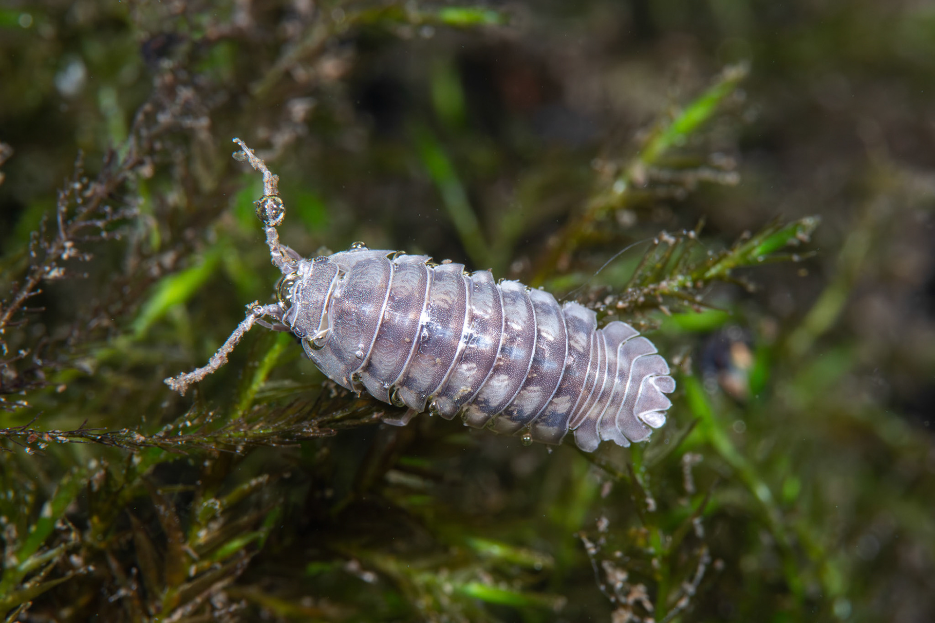 Nosy Pill Woodlouse