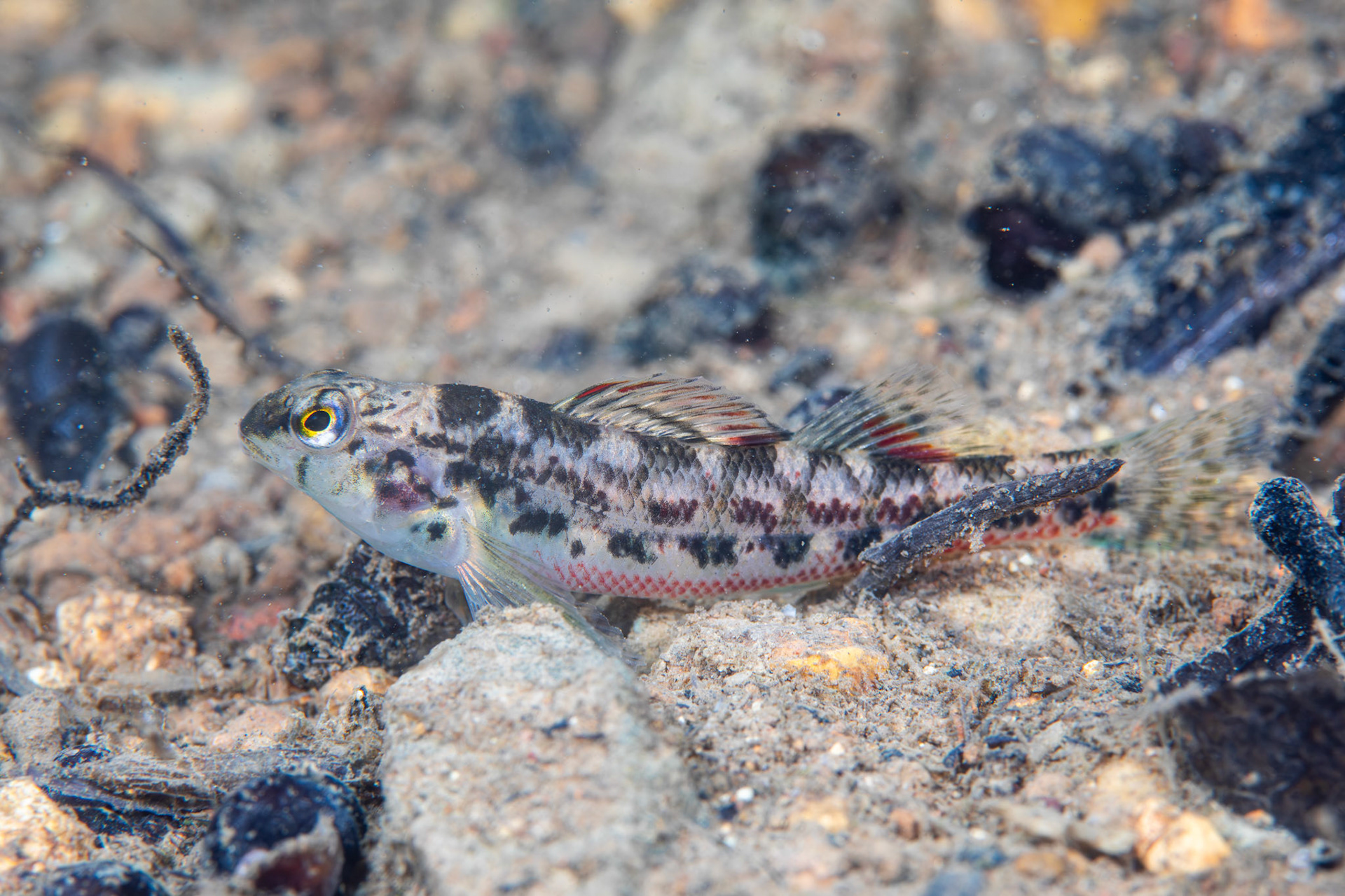 Vermilion Darter