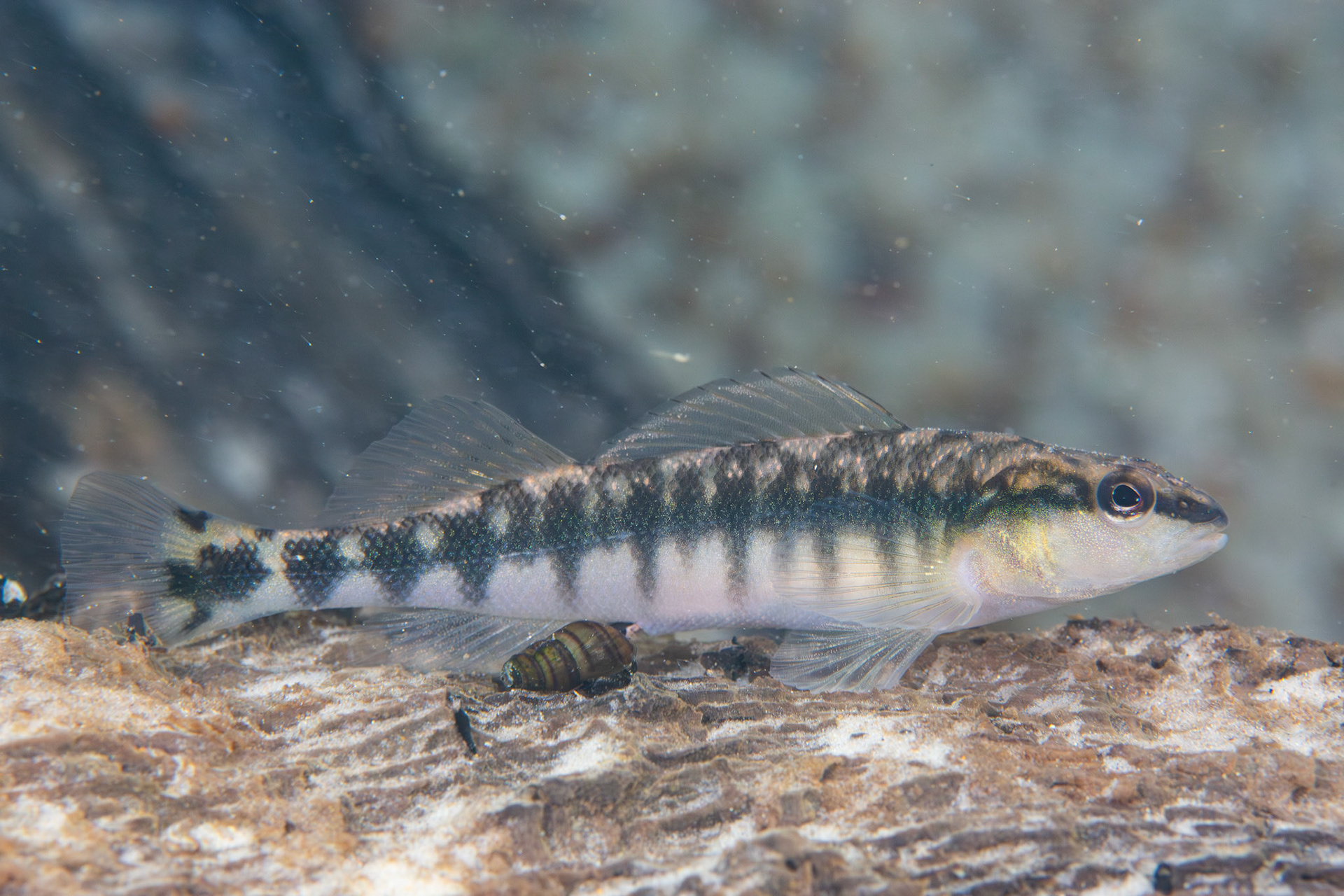 Blackbanded Darter