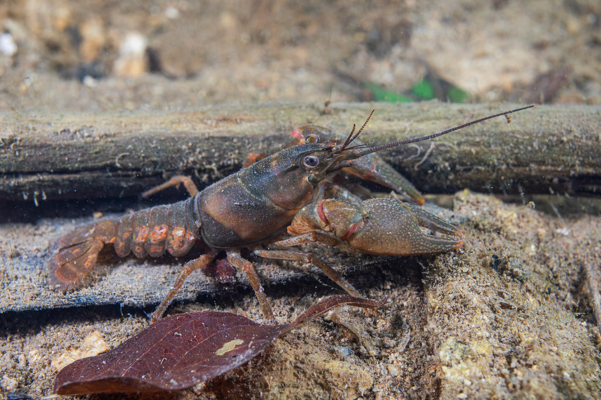 Faxonius sp.