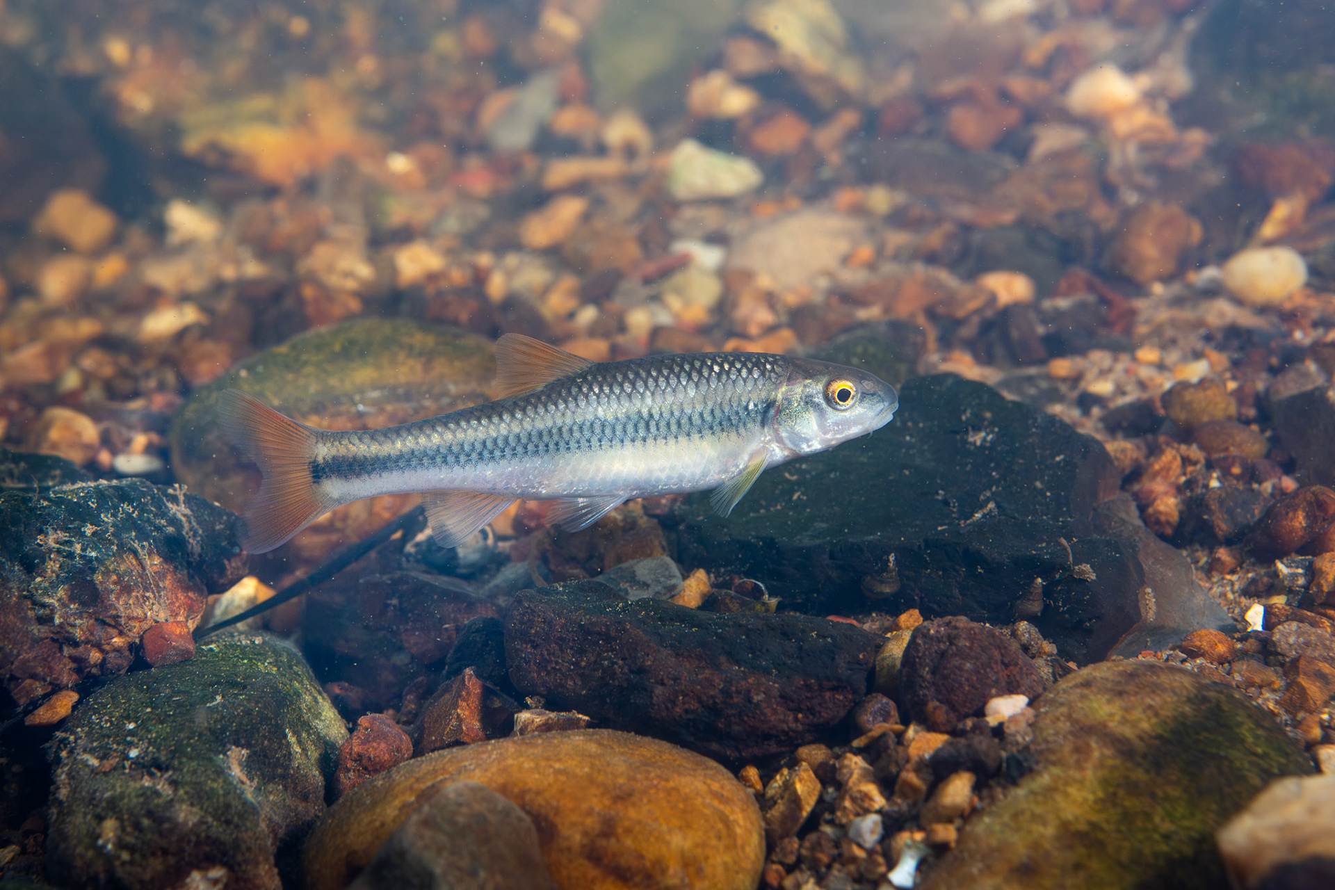 Bluehead Chub (Nocomis leptocephalus)