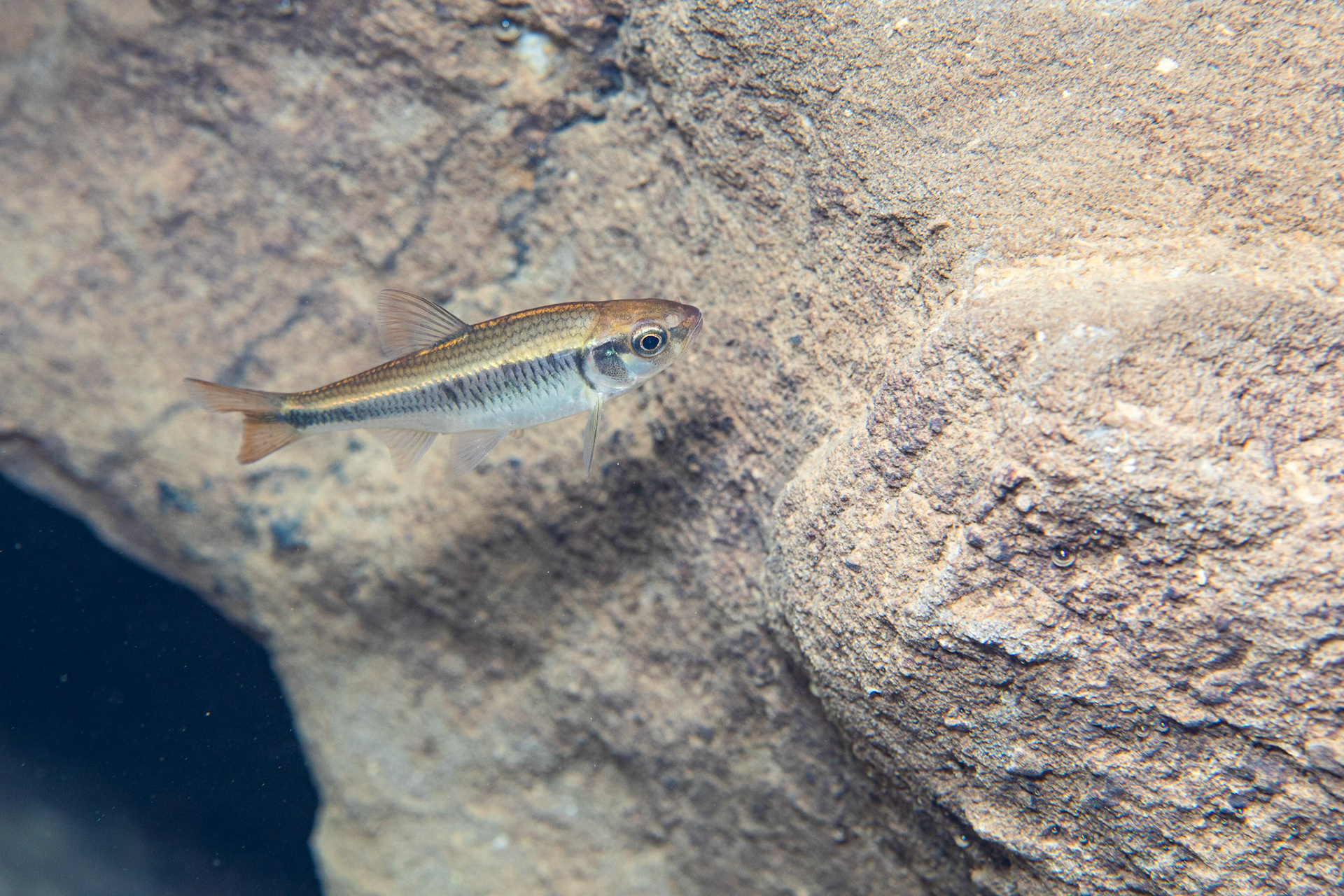 Southern Striped Shiners