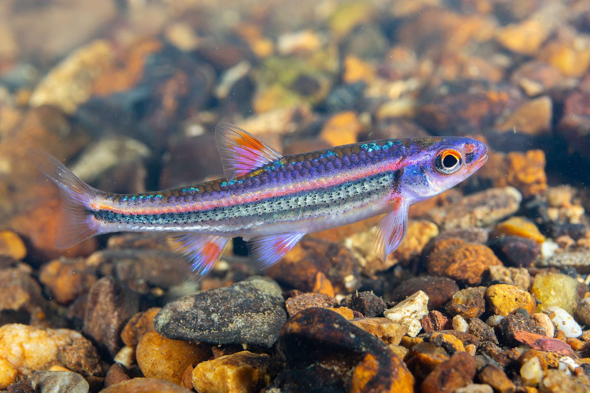 Rainbow Shiner (Hydrophlox chrosomus)