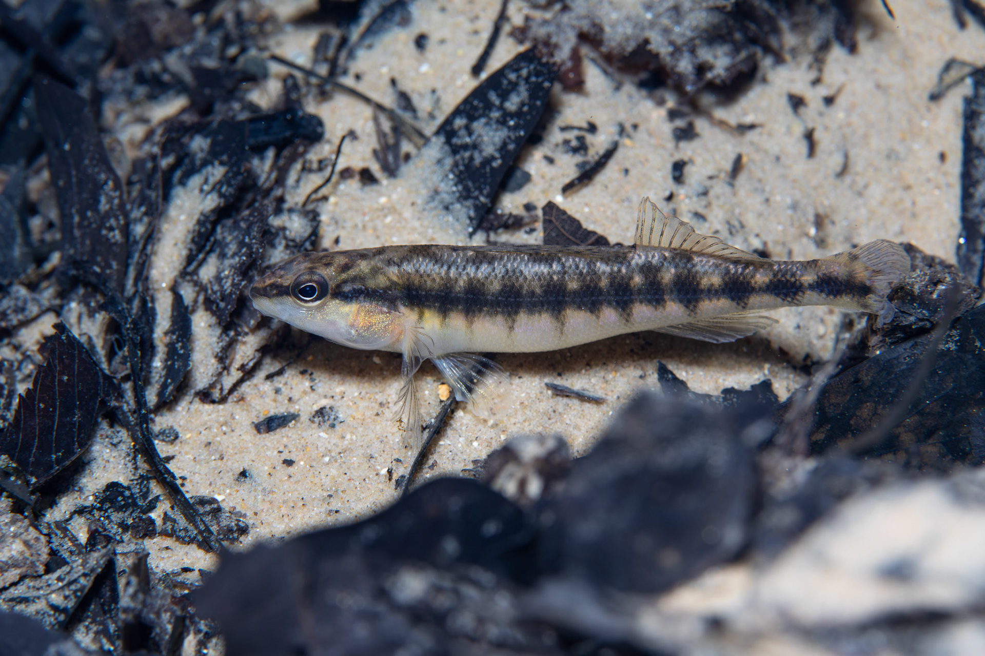 Blackbanded Darter