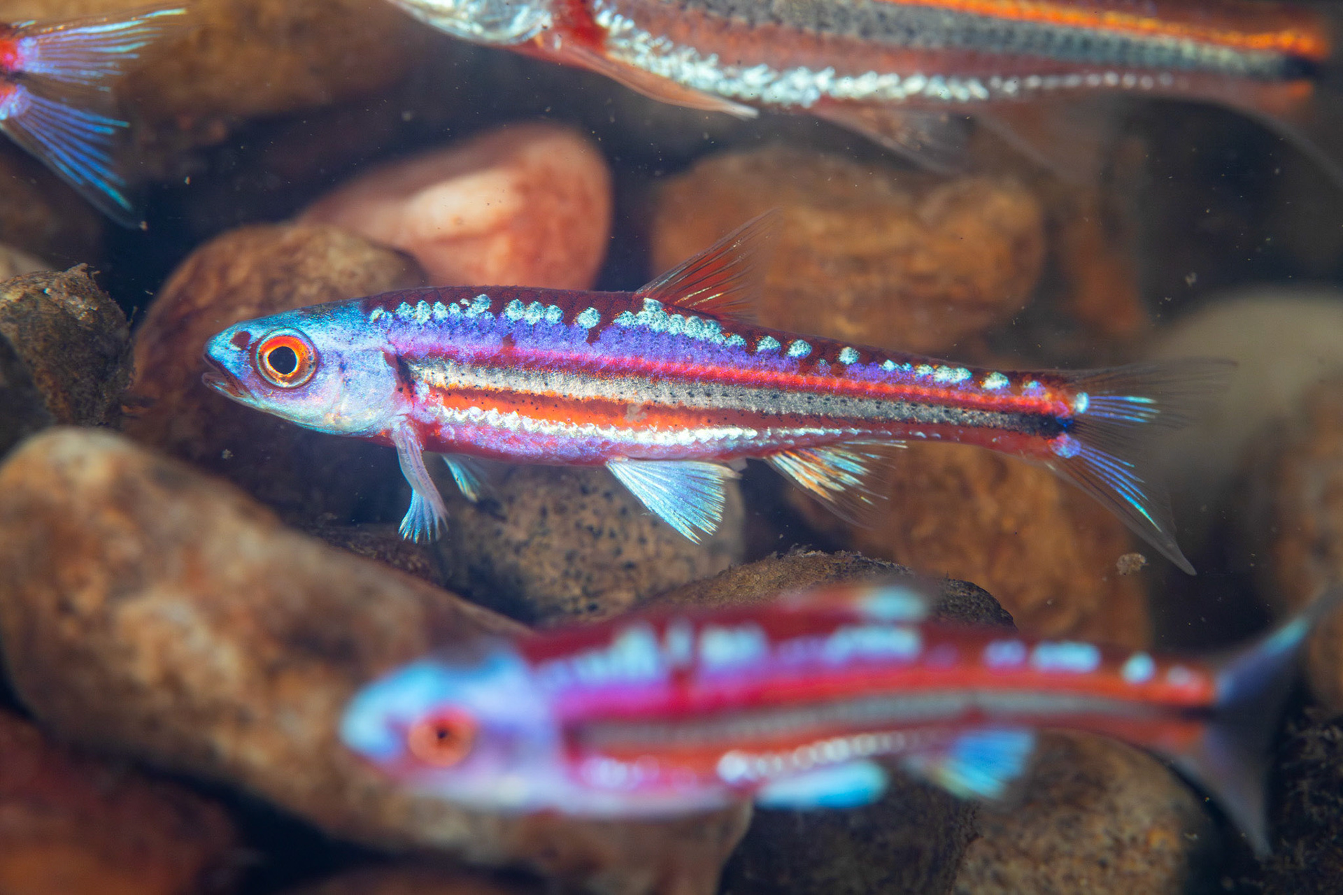 Rainbow Shiner