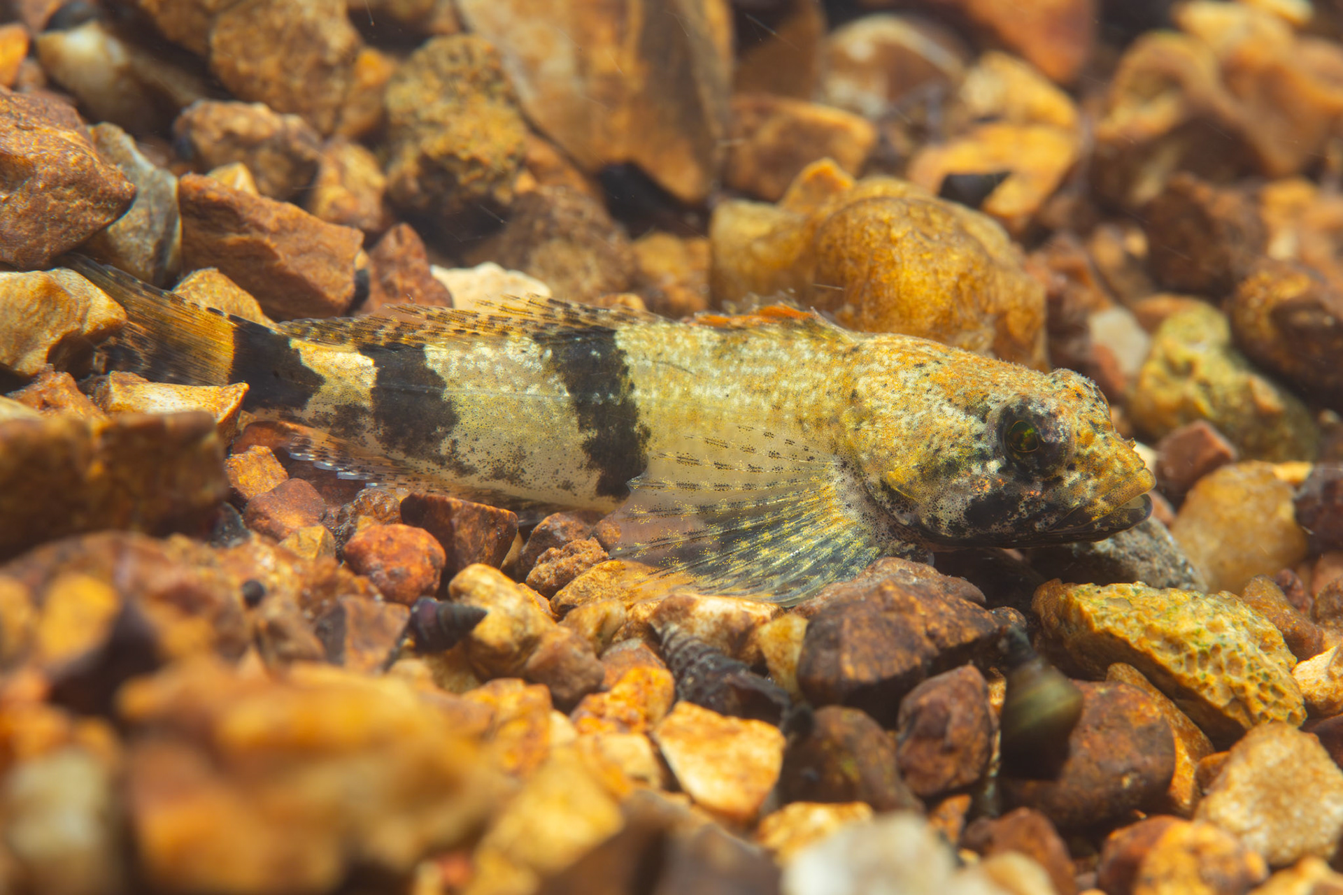 Banded Sculpin (Cottus carolinae)