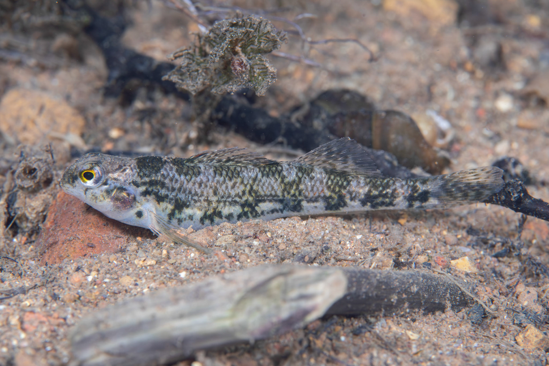 Vermilion Darter