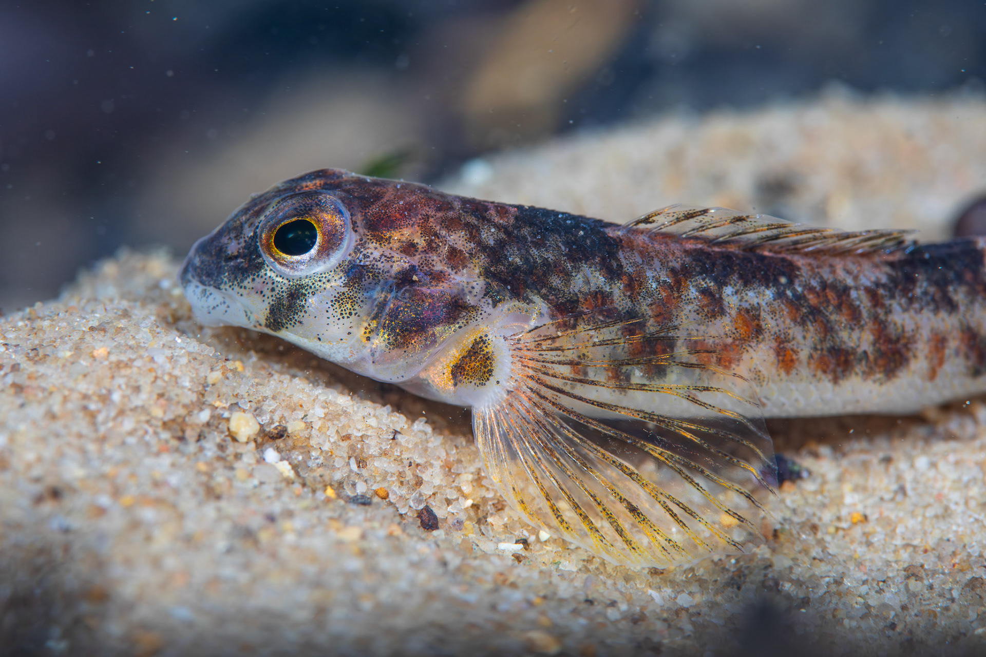 Rock Darter