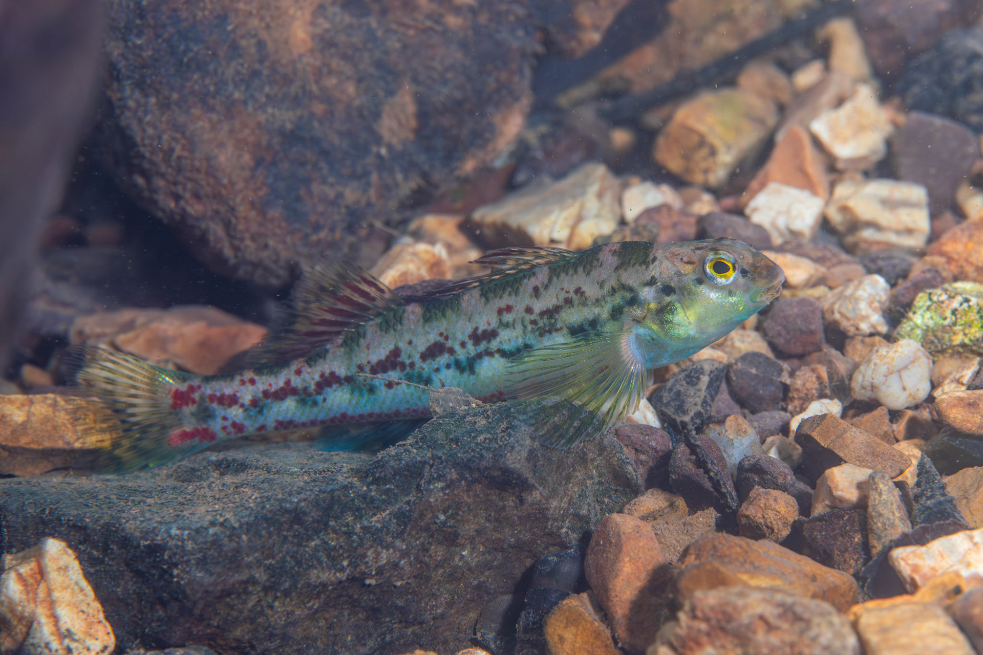 Birmingham Darter