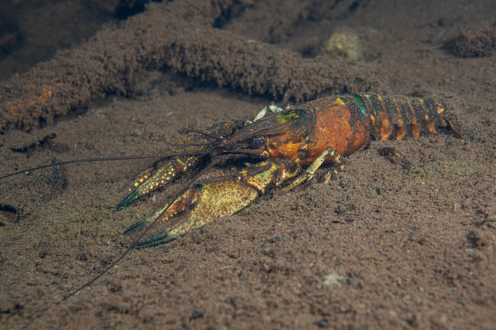 Powerful Crayfish