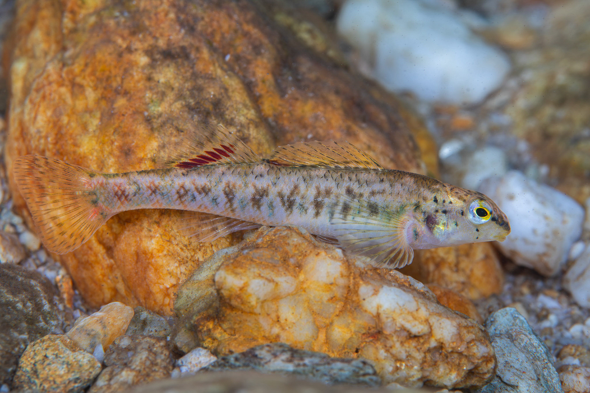 Tallapoosa Darter