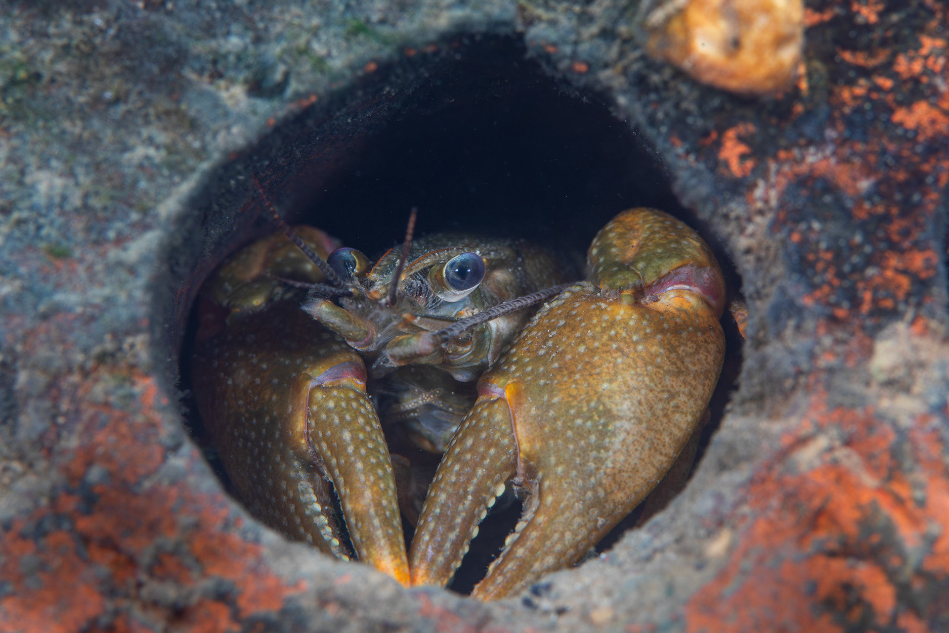 Wonderful Crayfish
