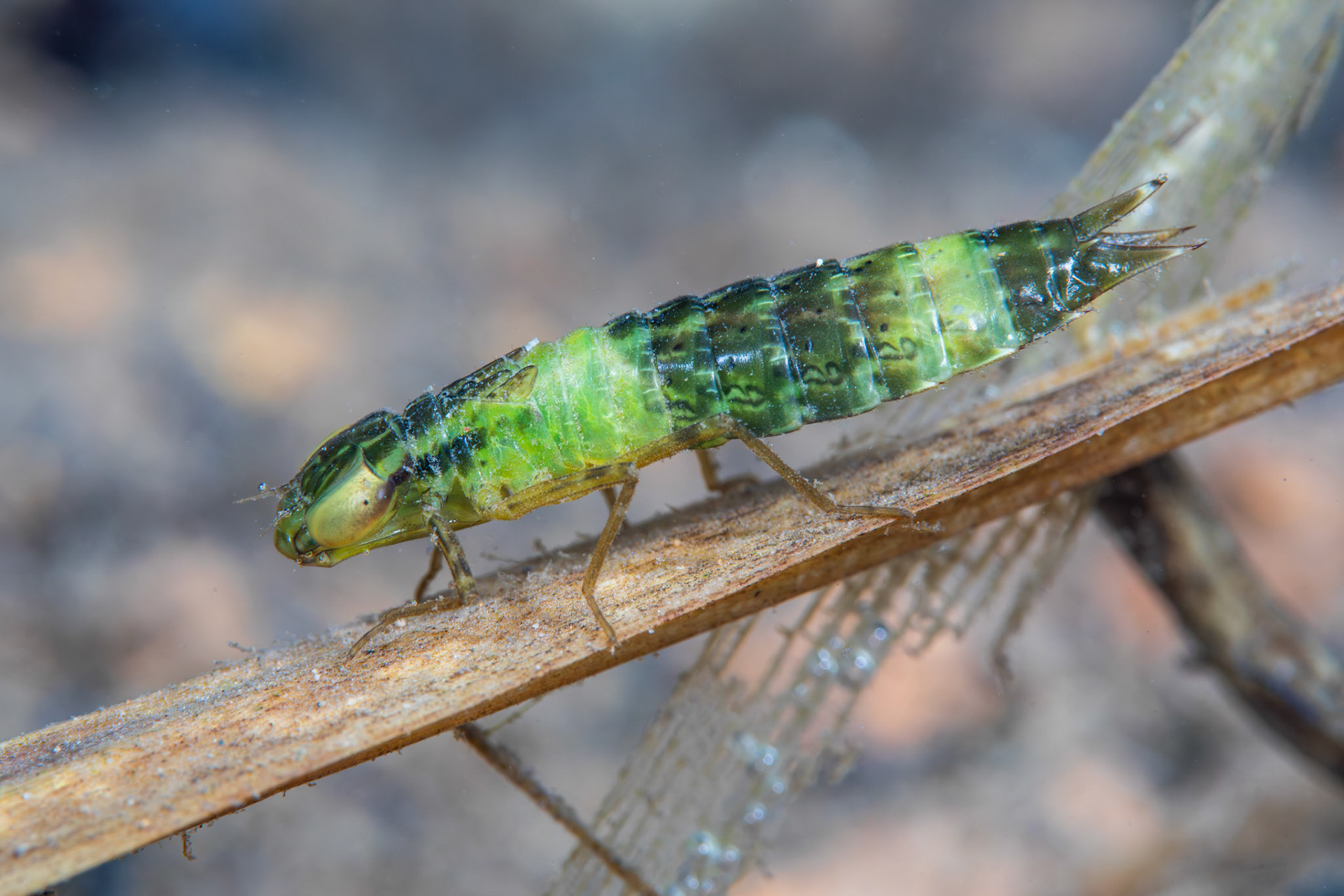 Common Green Darner