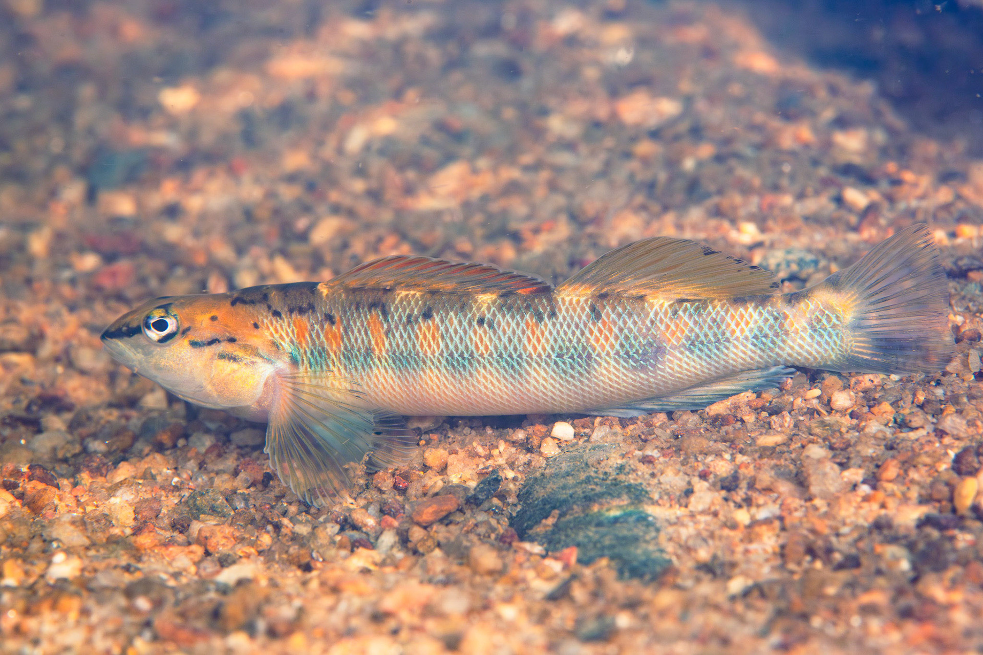 Bronze Darter