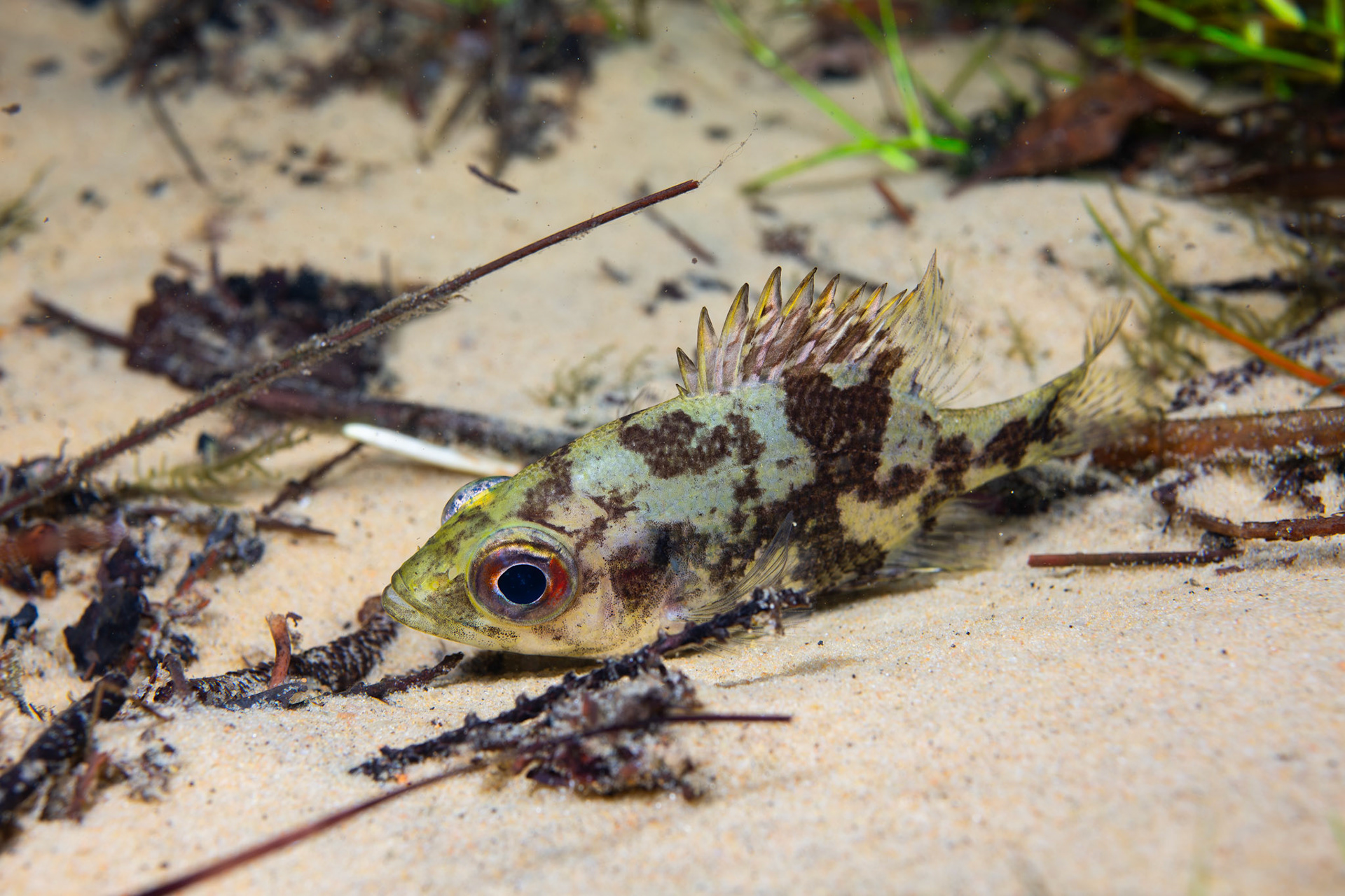 Shadow Bass (Ambloplites ariommus)