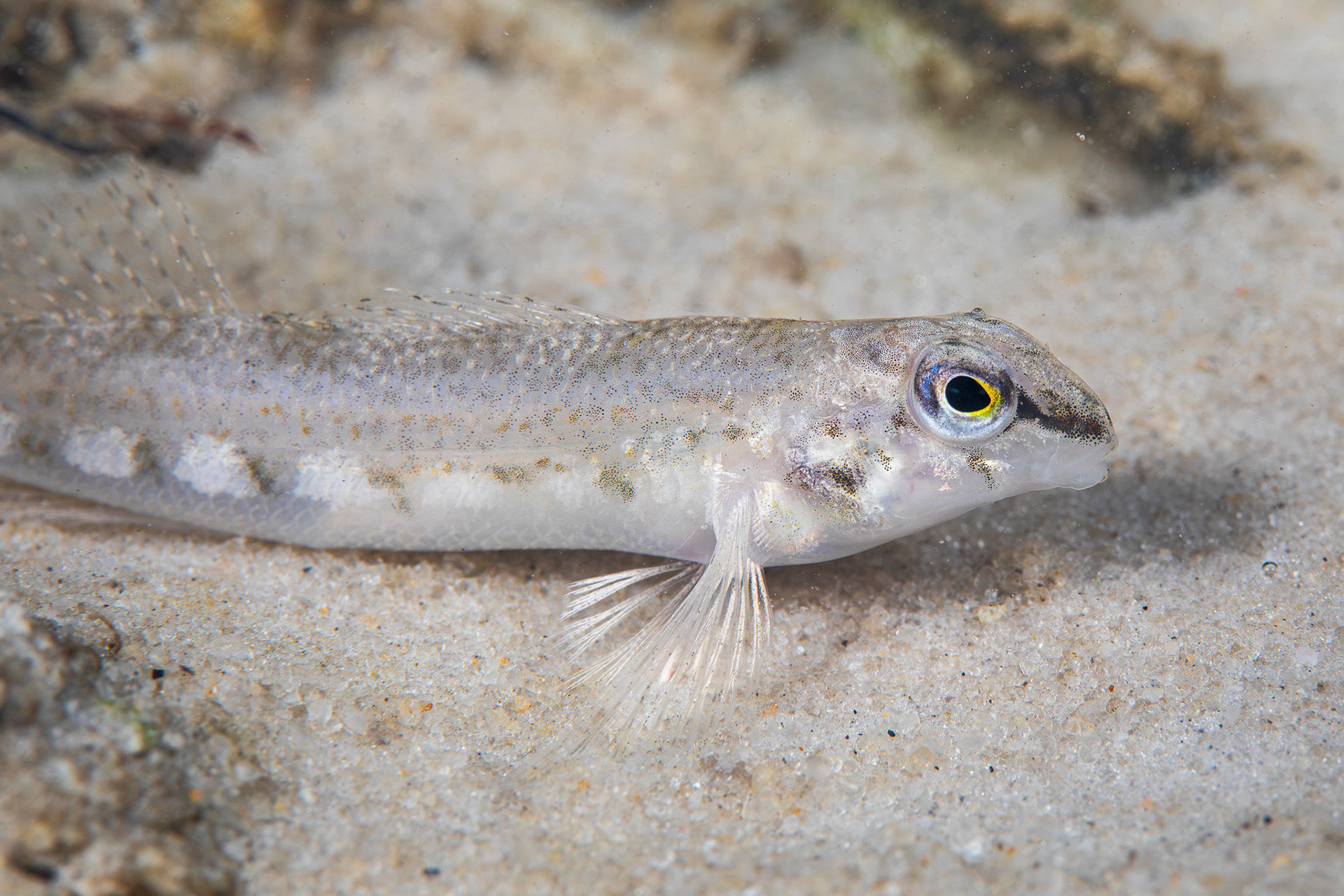 Coastal Darter