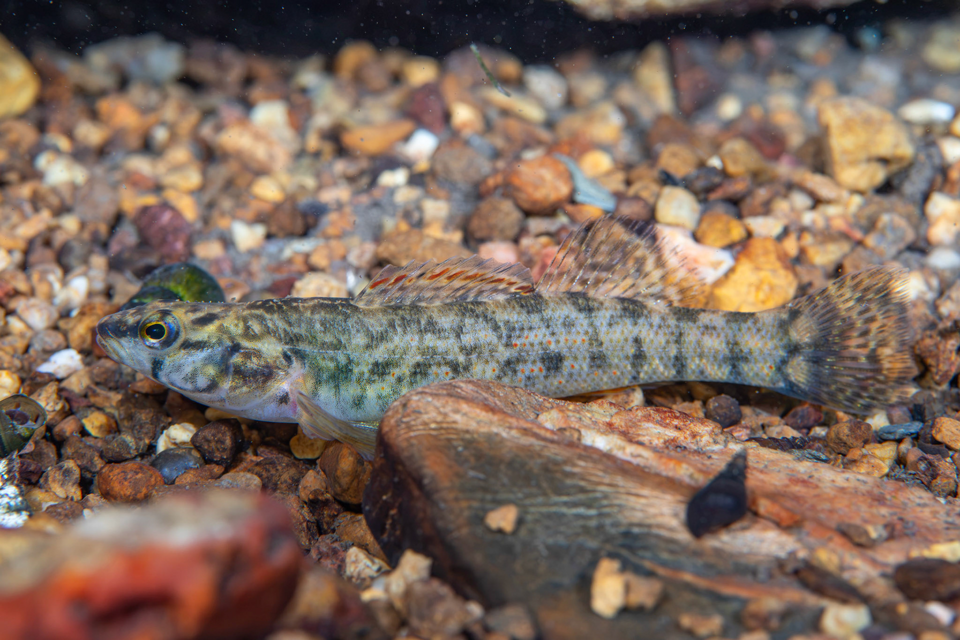 Redspot Darter