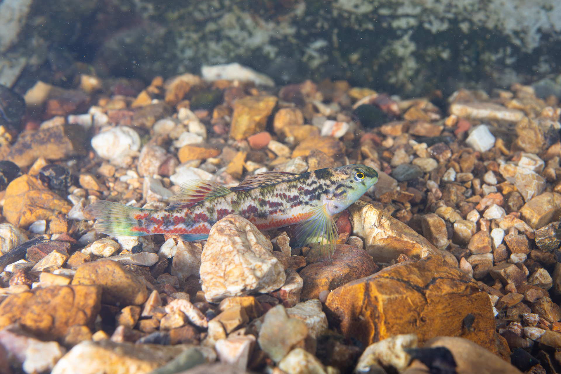 Vermilion darter (Etheostoma chermocki)