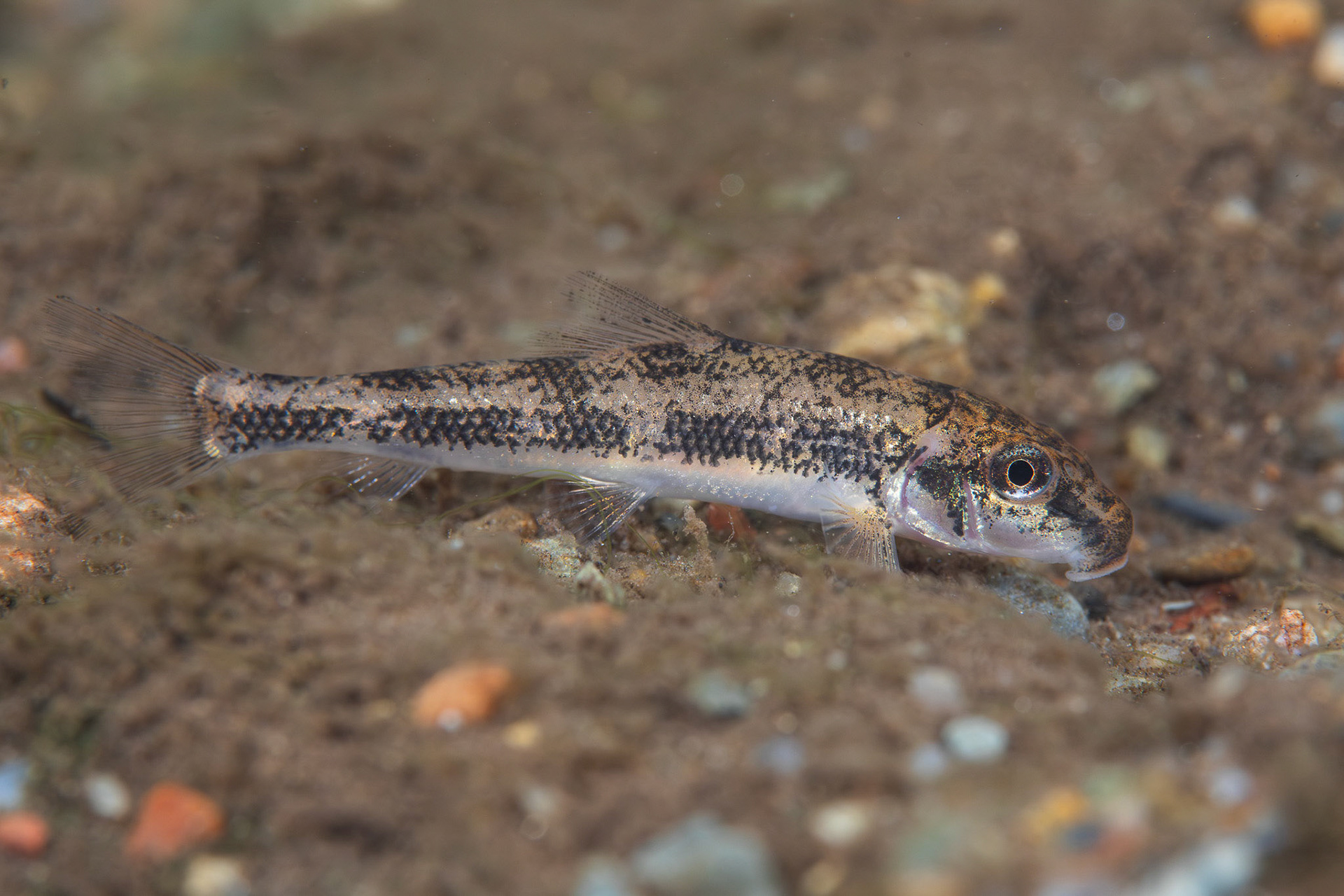 Northern Hogsucker