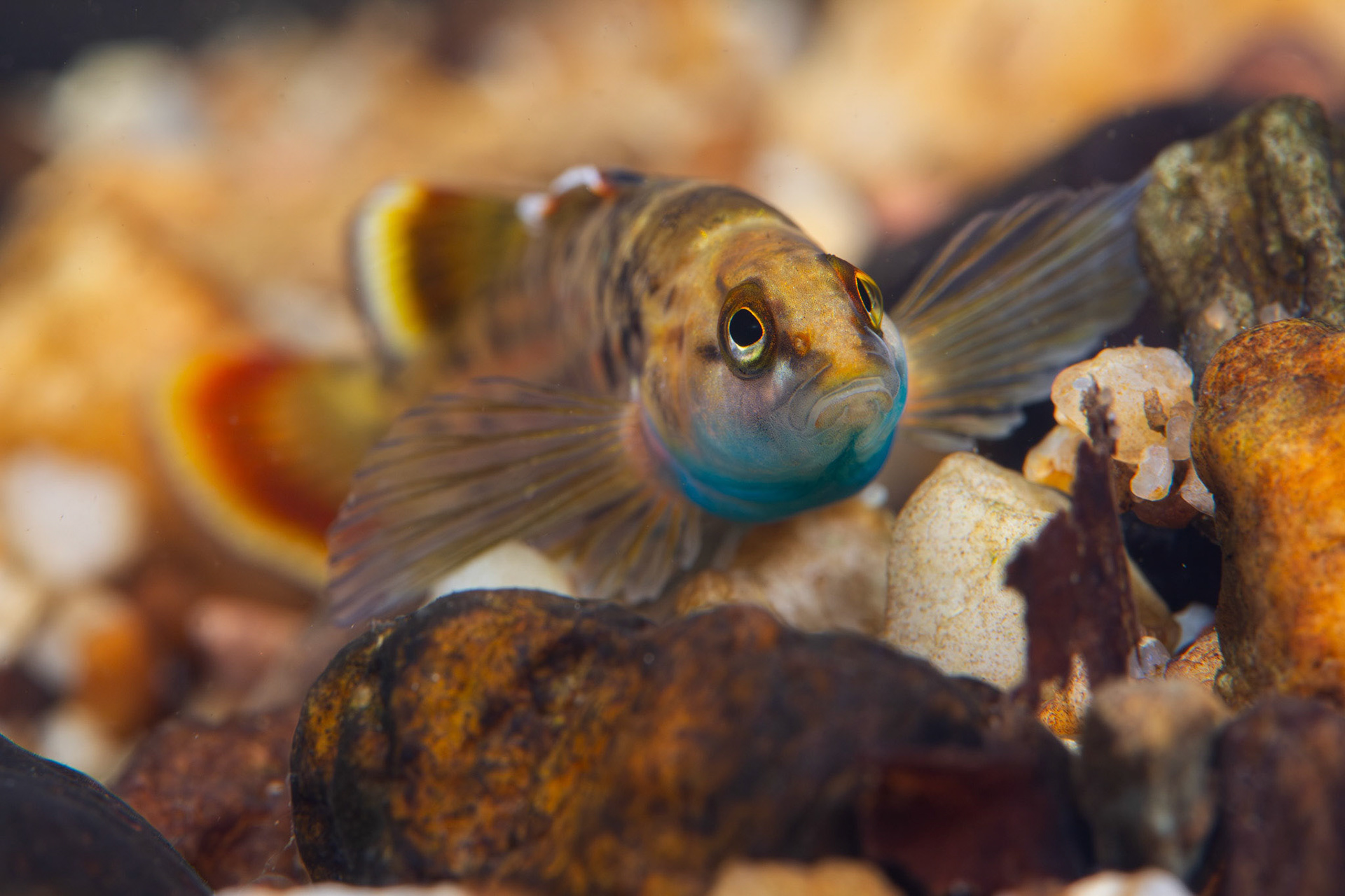 Greenbreast Darter
