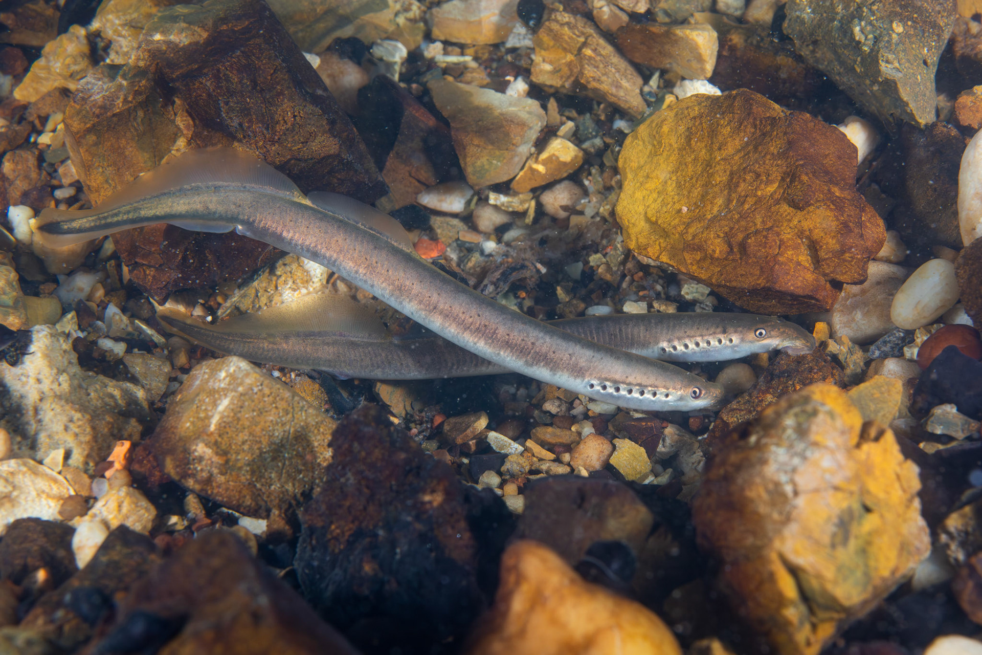 Least Brook Lamprey (Lampetra aepyptera)