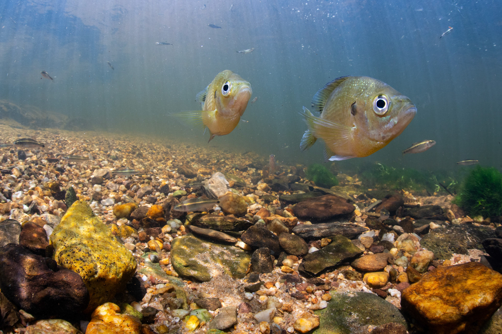 Bluegill
