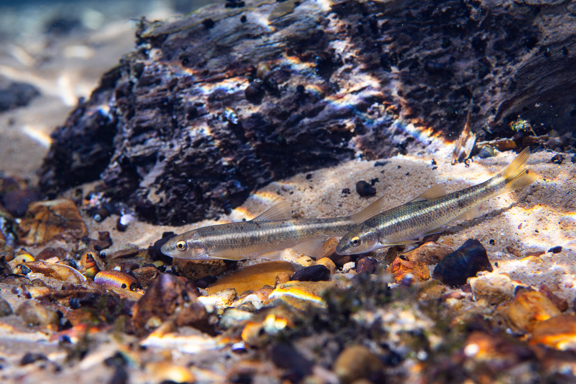 Largescale Stonerollers