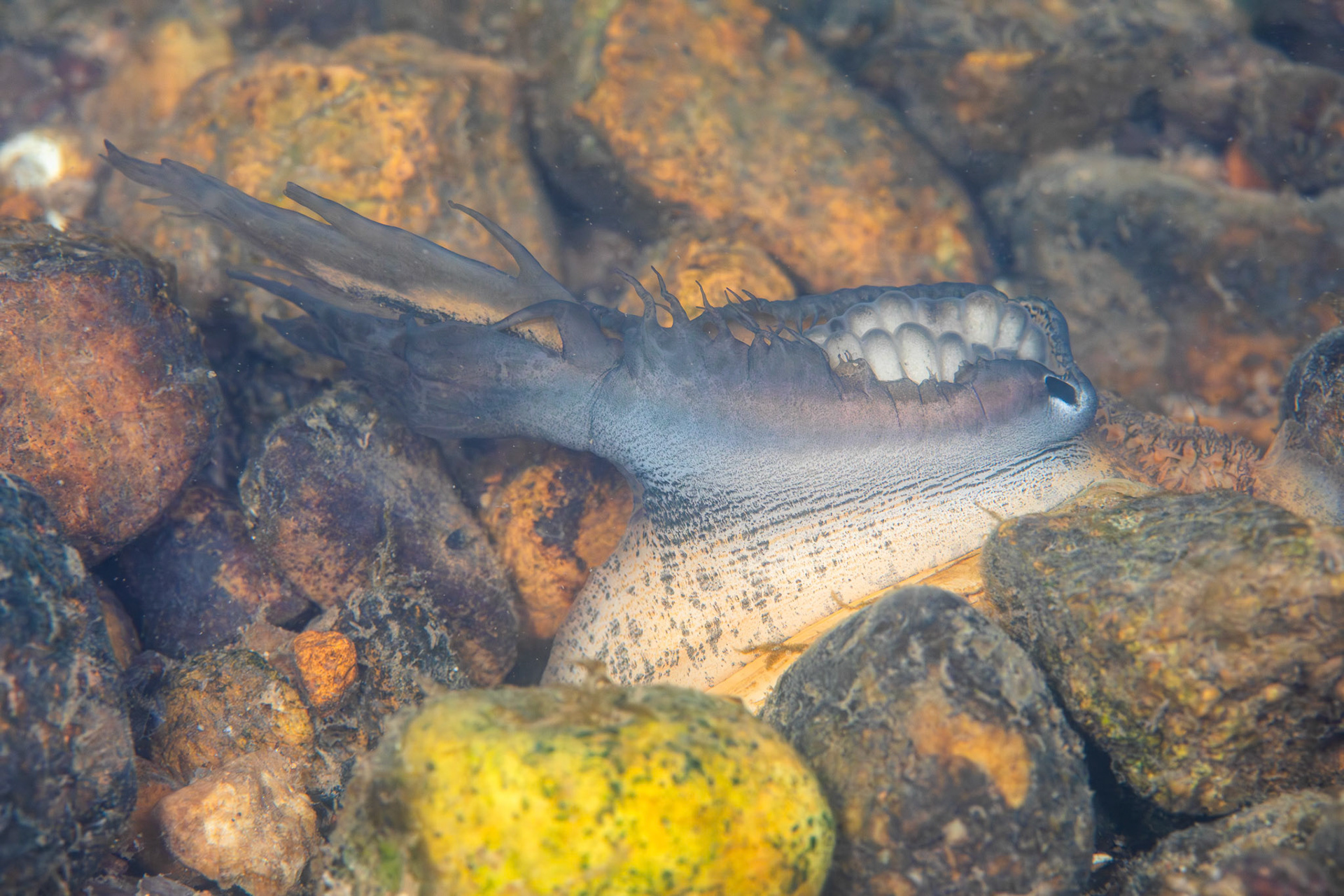 Southern Pocketbook Mussel