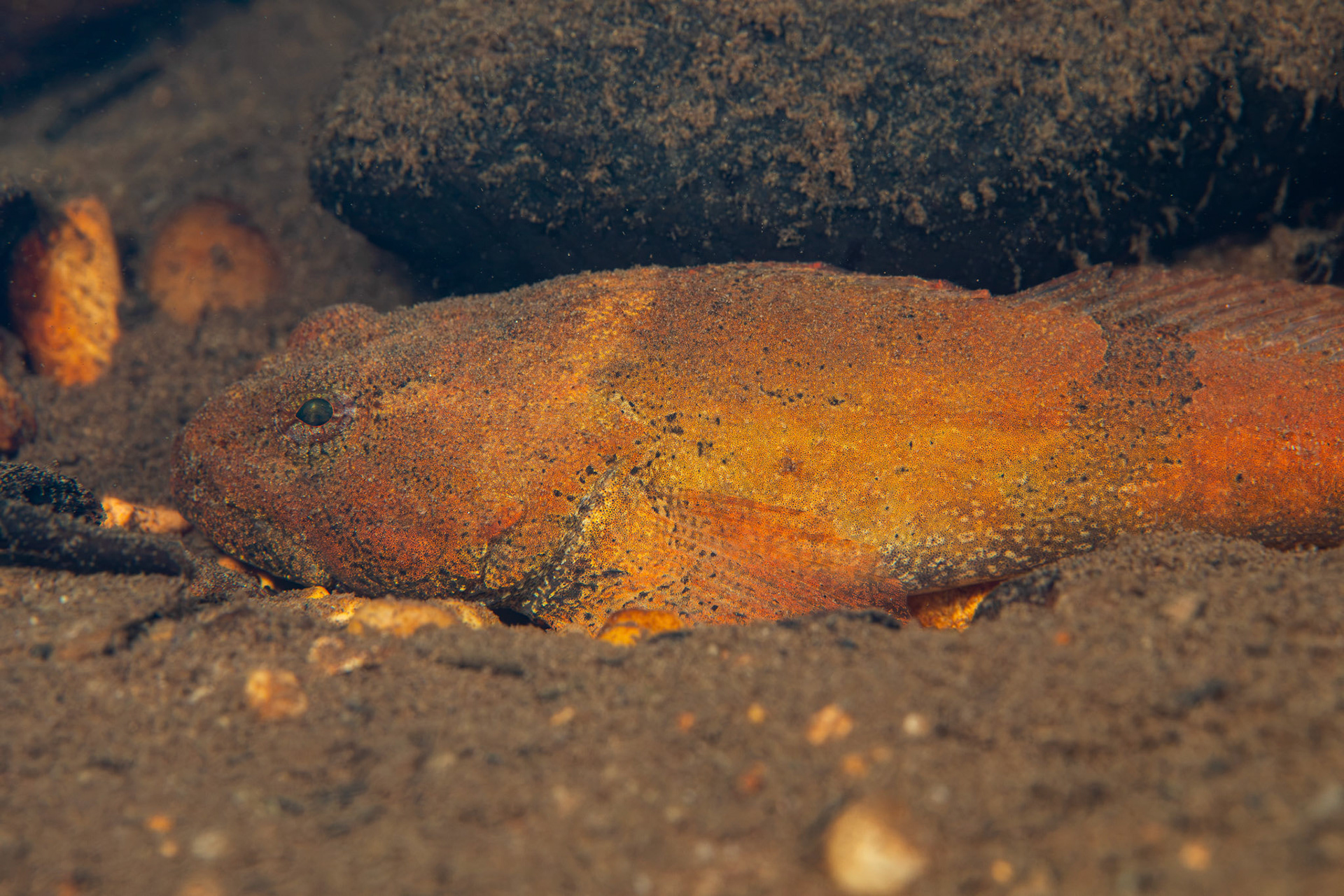 Banded Sculpin
