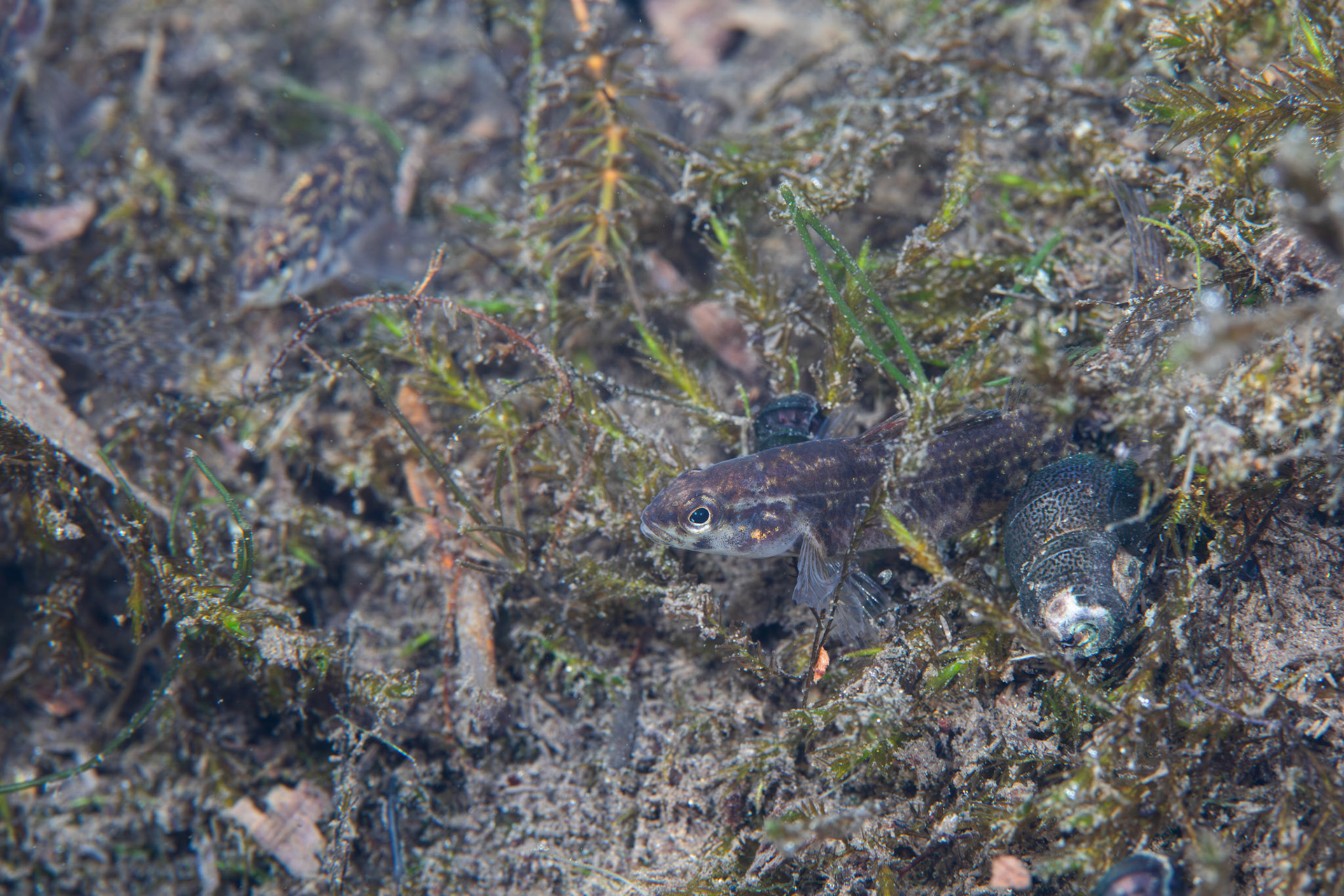 Watercress Darter (Etheostoma nuchale)