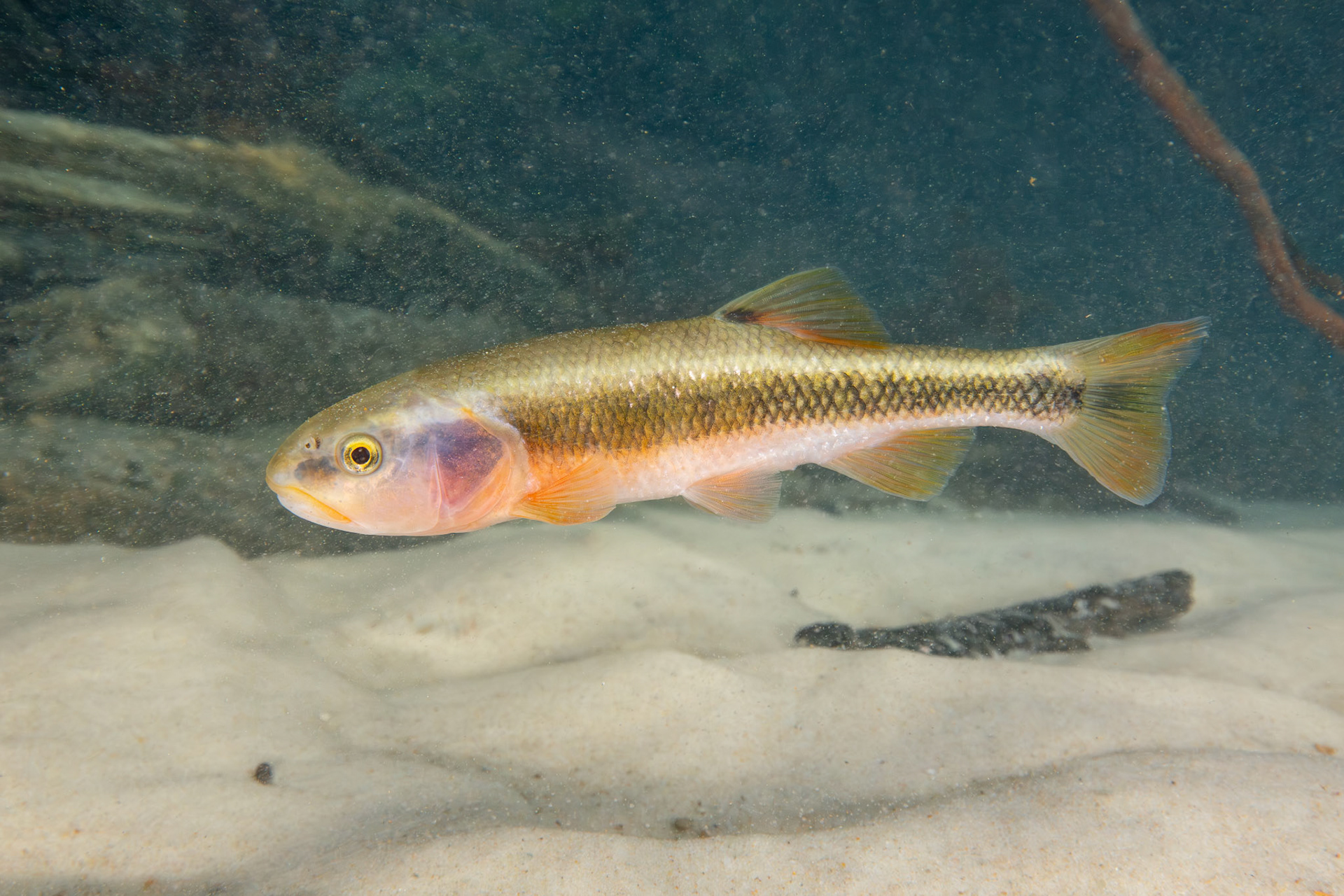 Dixie Chub - Alabama