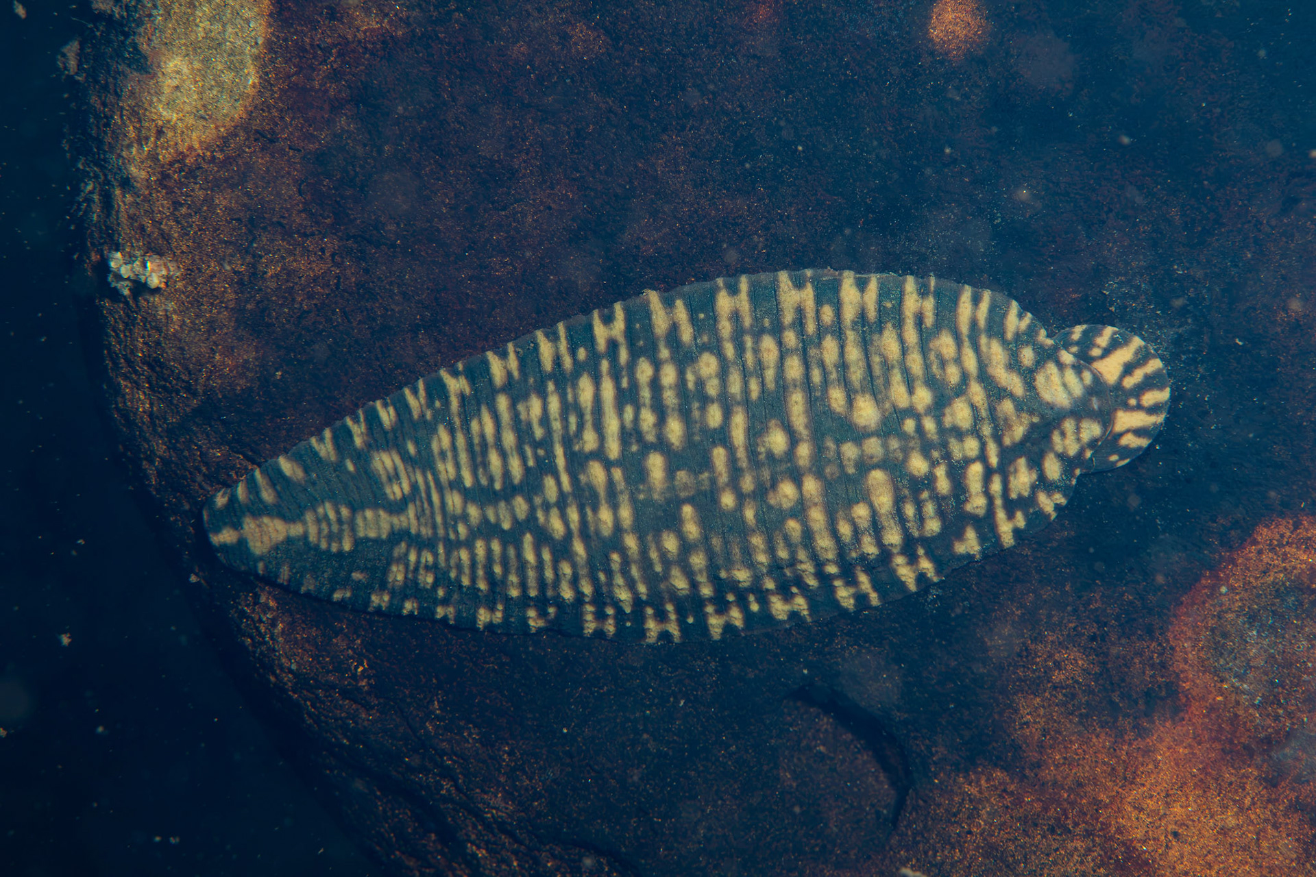 Smooth Turtle Leech