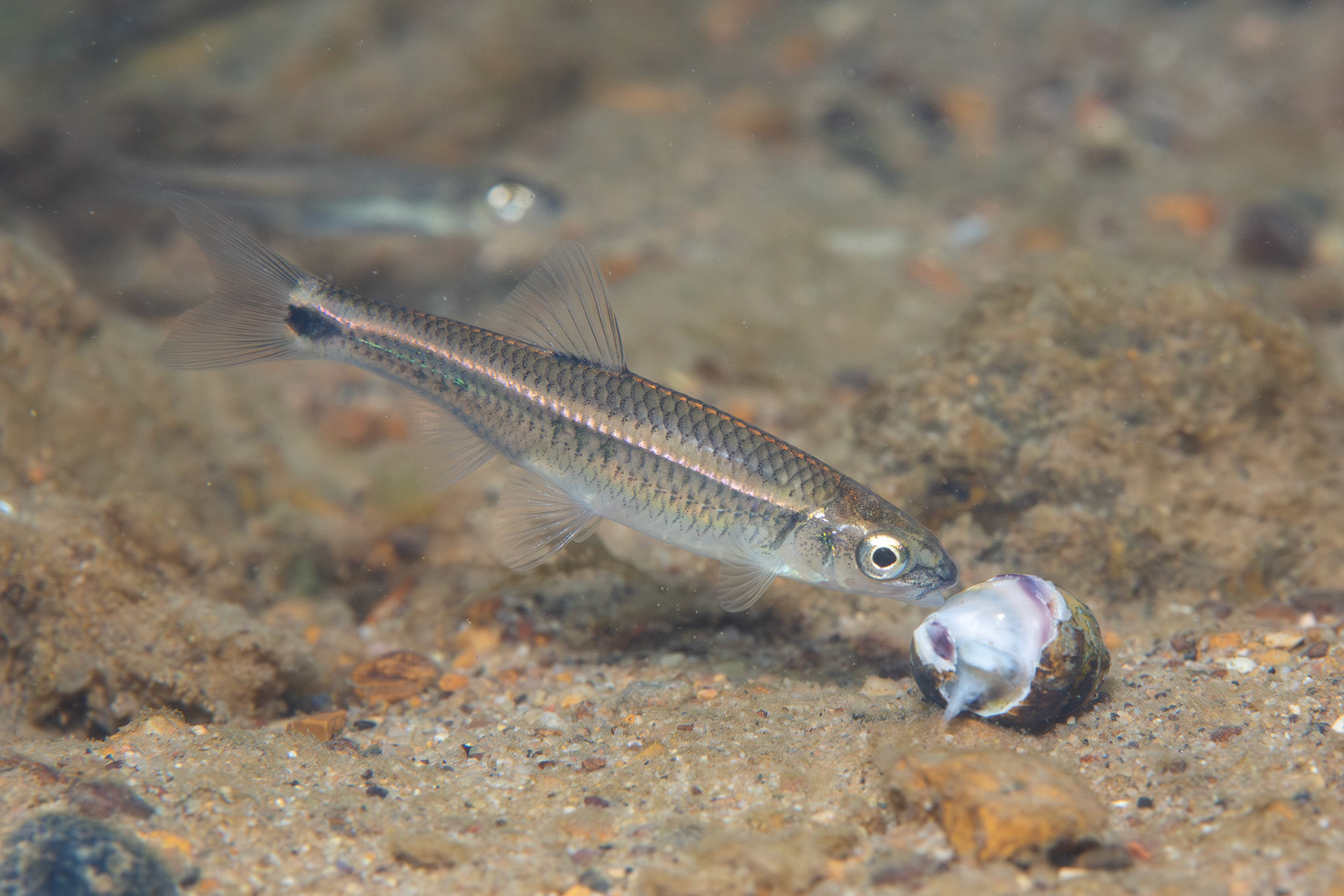 Alabama Shiner