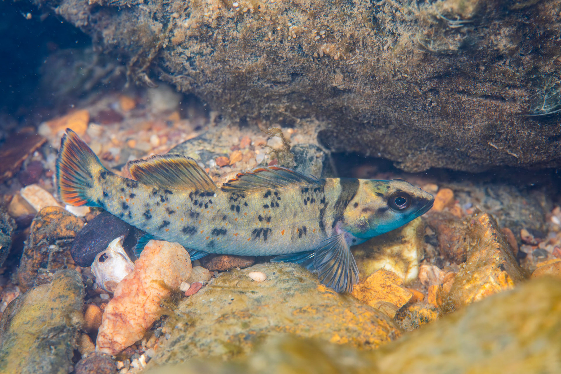 Greenbreast Darter