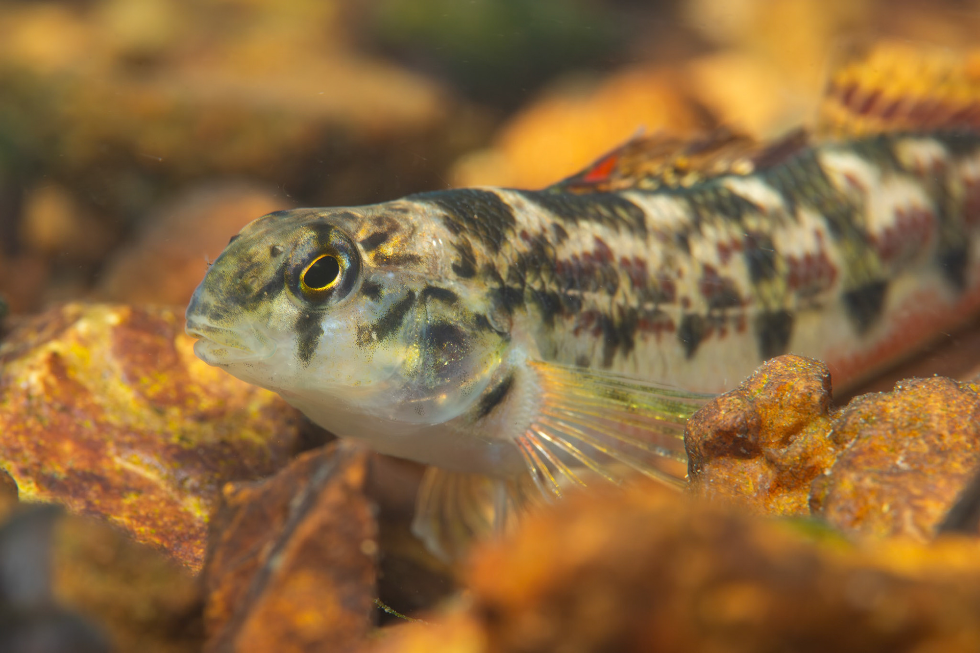 Vermilion Darter (Etheostoma chermocki)