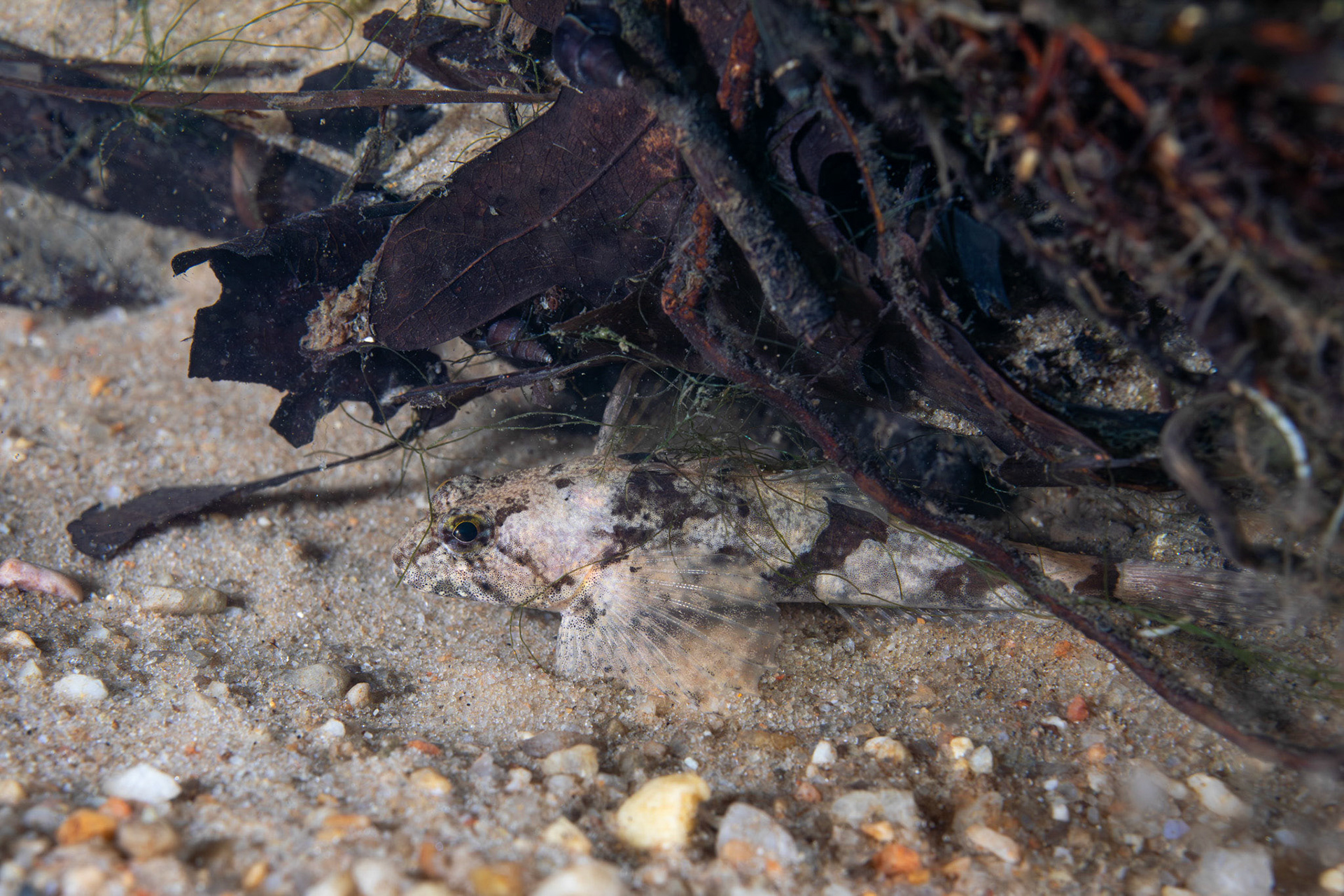 Banded Sculpin