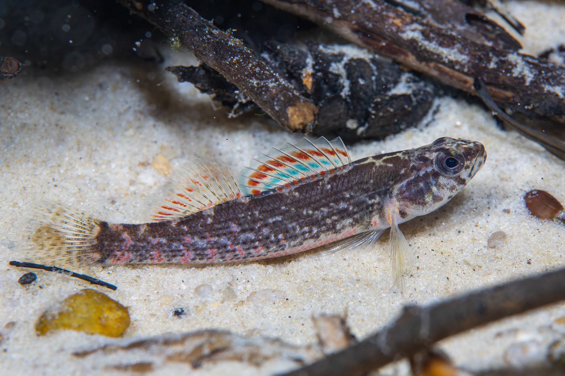 Gulf Darter (Etheostoma swaini)