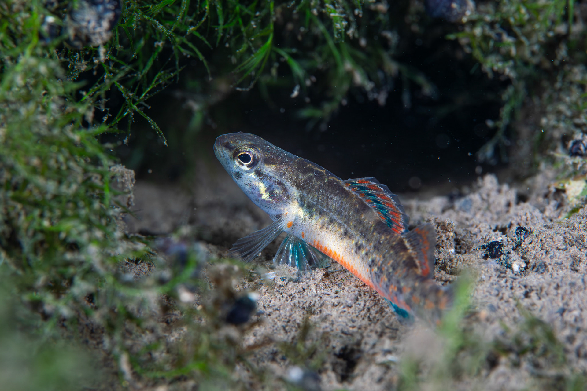 Watercress Darter (Etheostoma nuchale)