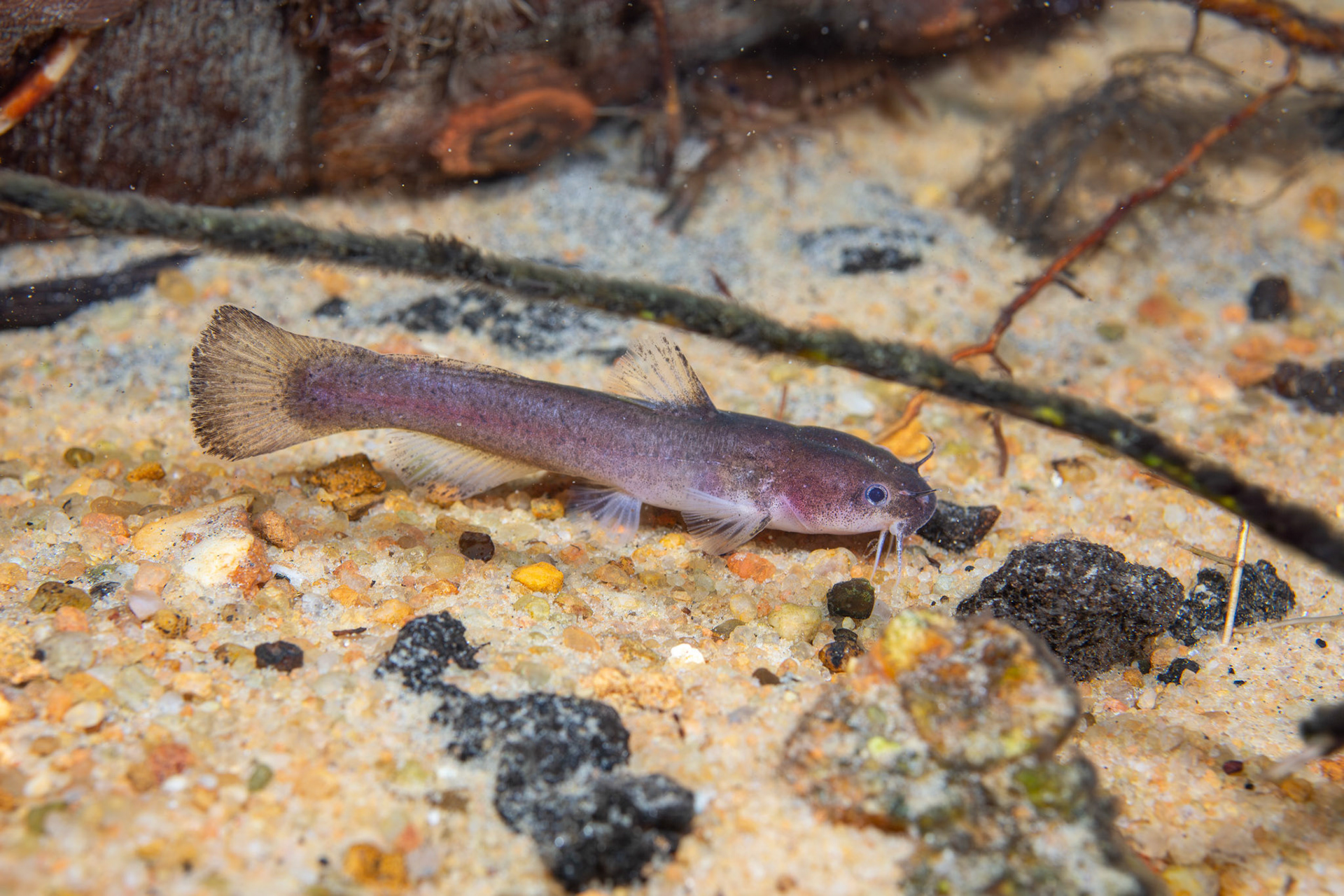 Speckled madtom (Noturus leptacanthus)