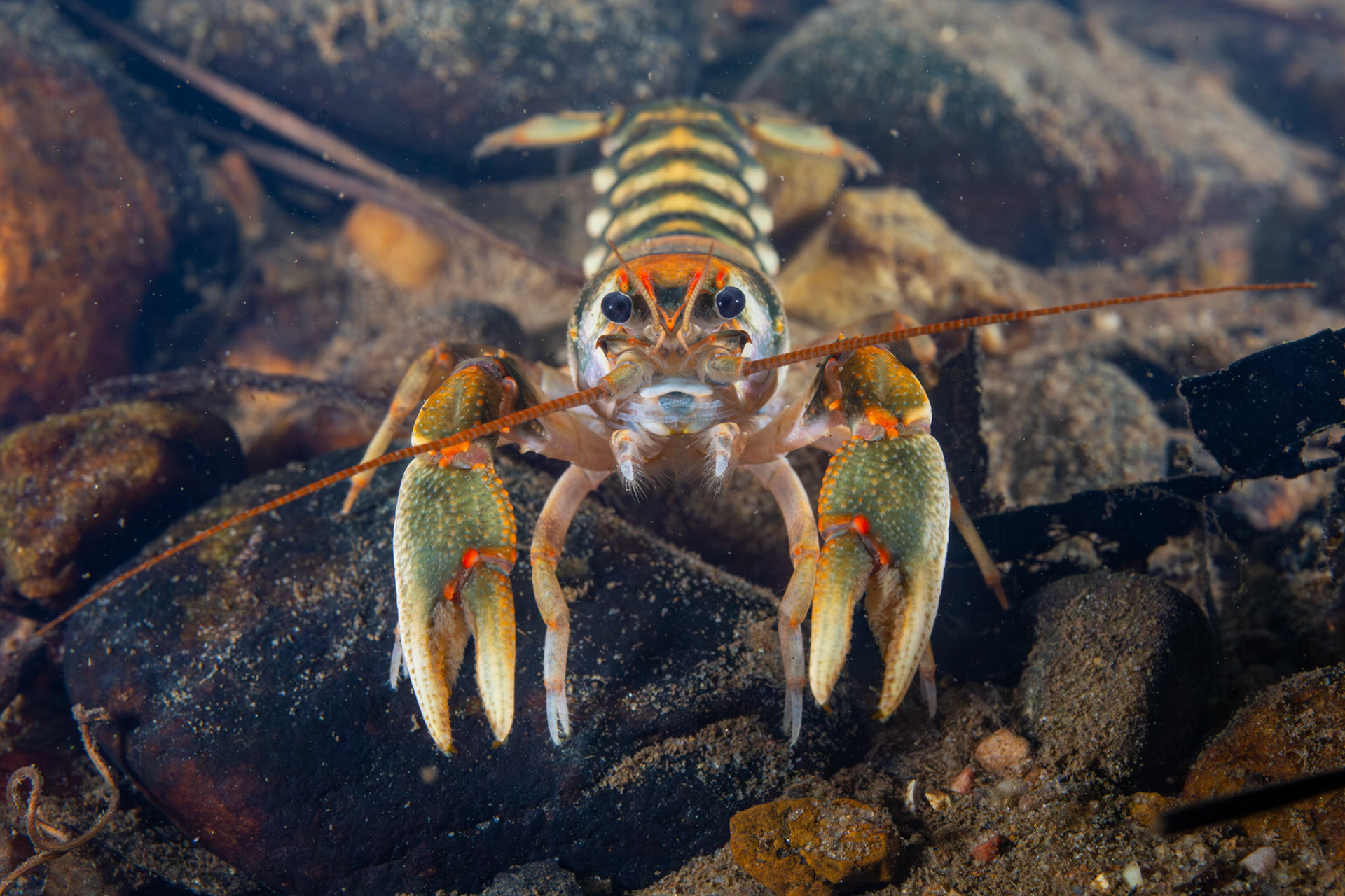 Coosa Crayfish (Cambarus coosae)