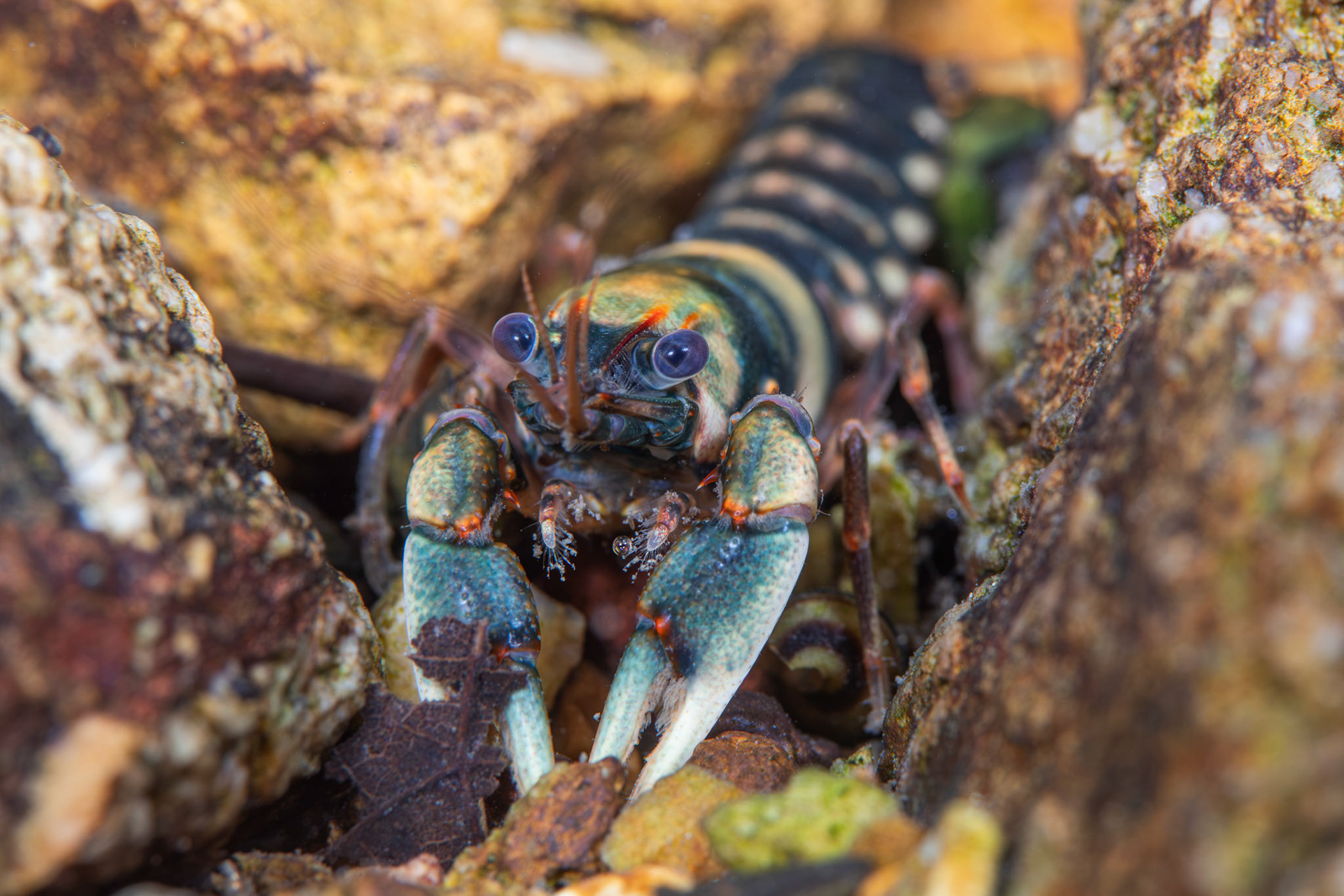Coosa Crayfish