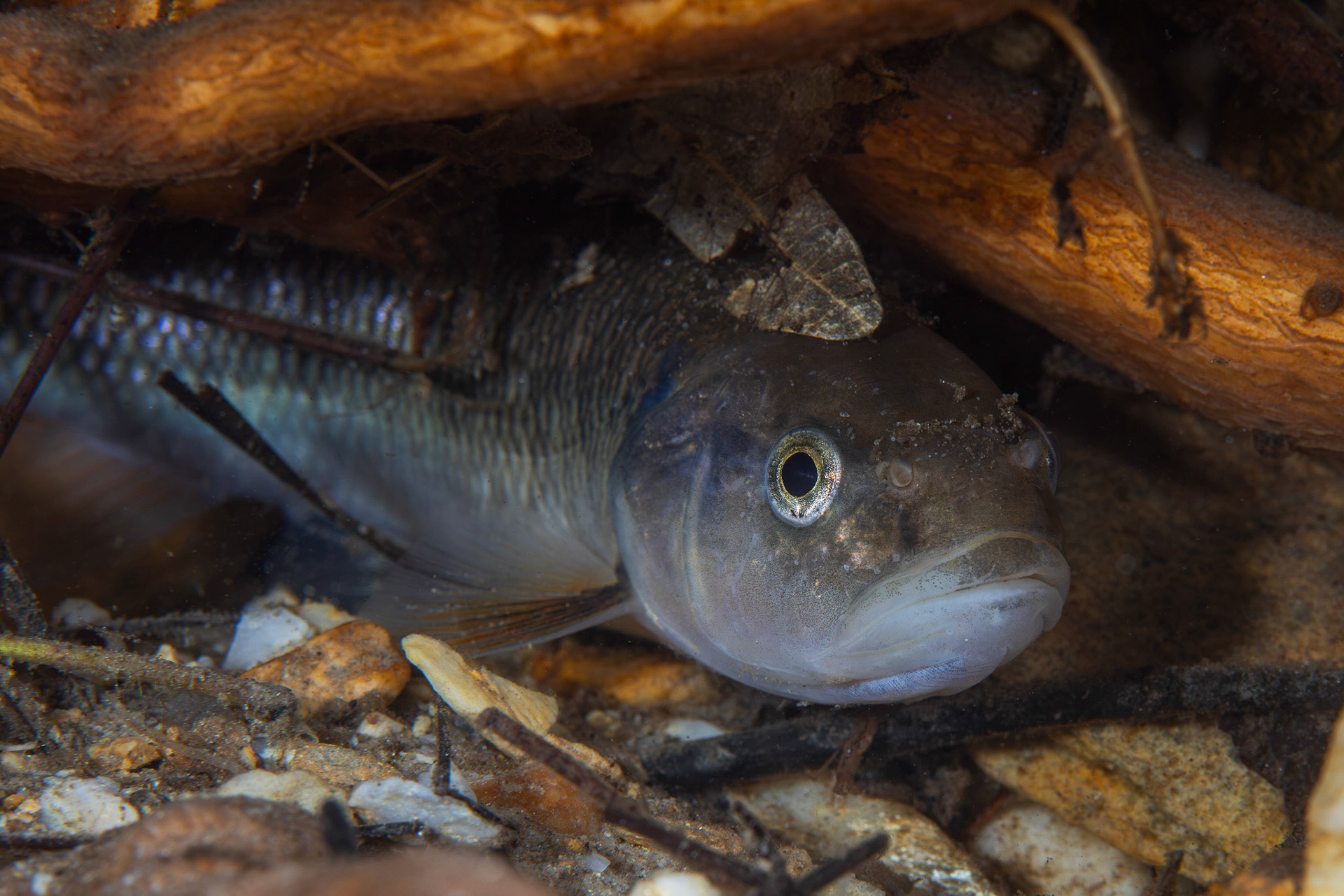 Creek Chub