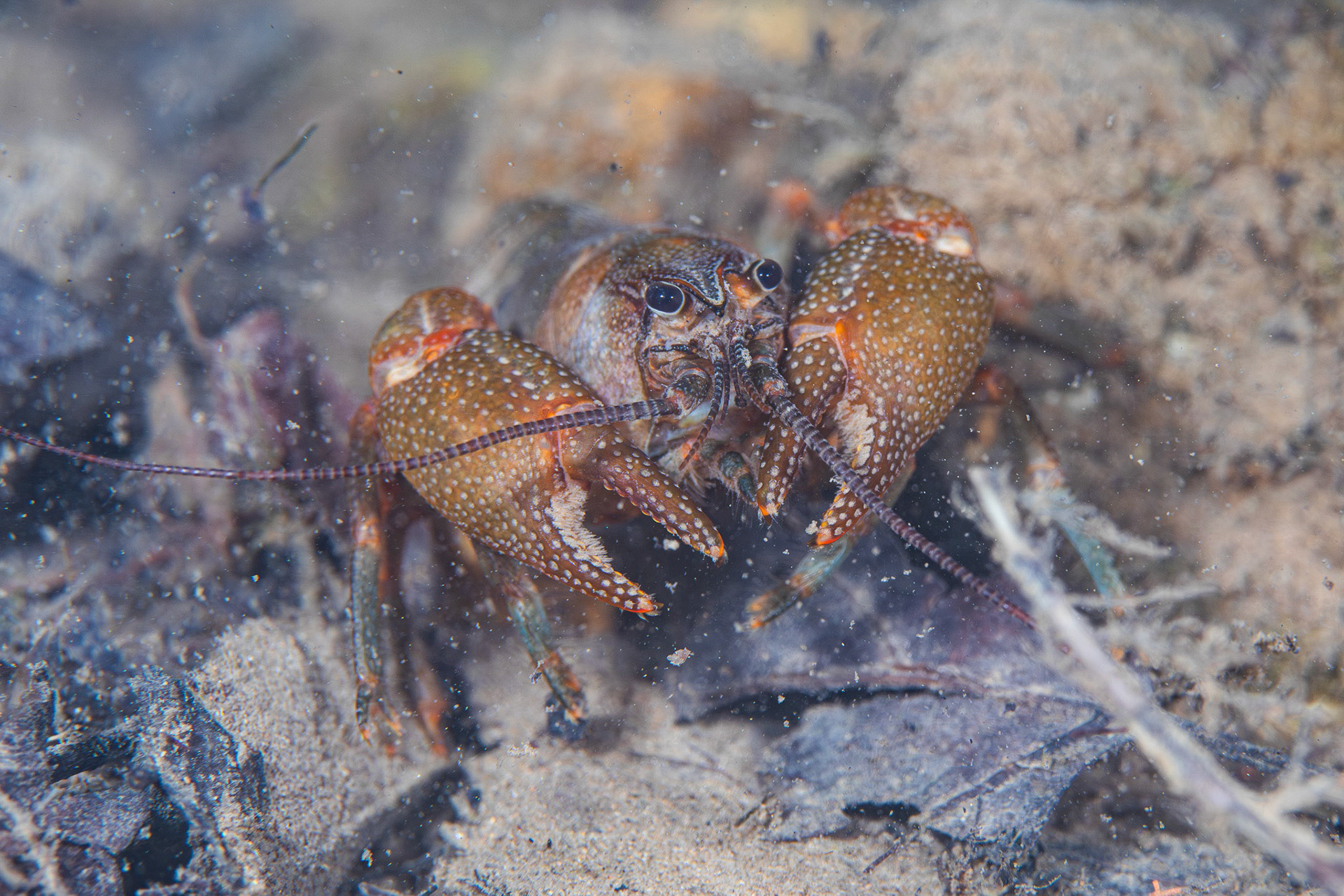 Mountain Fork Crayfish