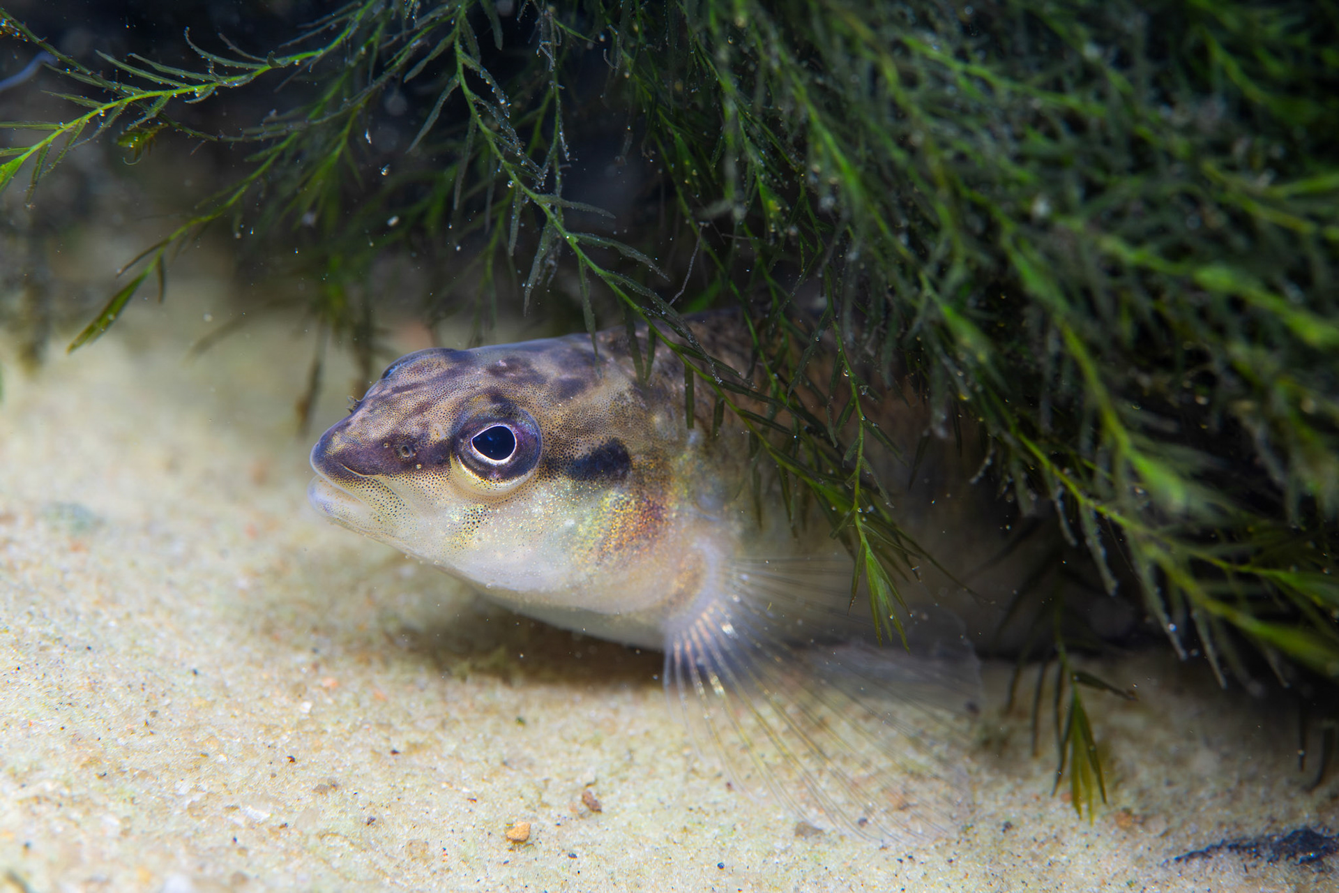 Blackbanded Darter