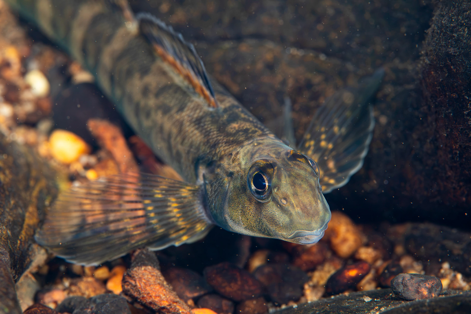 Greenside Darter